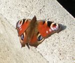 Schmetterling Schmetterling