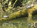 Schildkröten an der Amper I Schildkröten an der Amper I