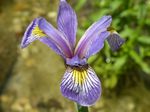 Iris