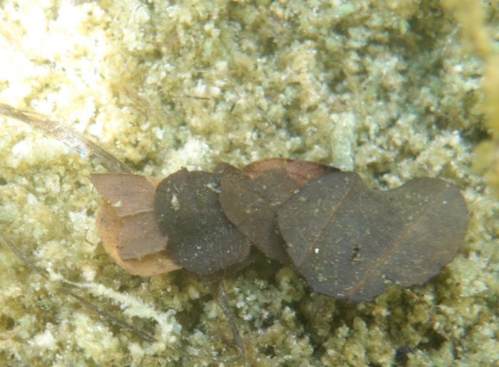 Köcherfliegenlarven Peters Blog Im Amperlicht
