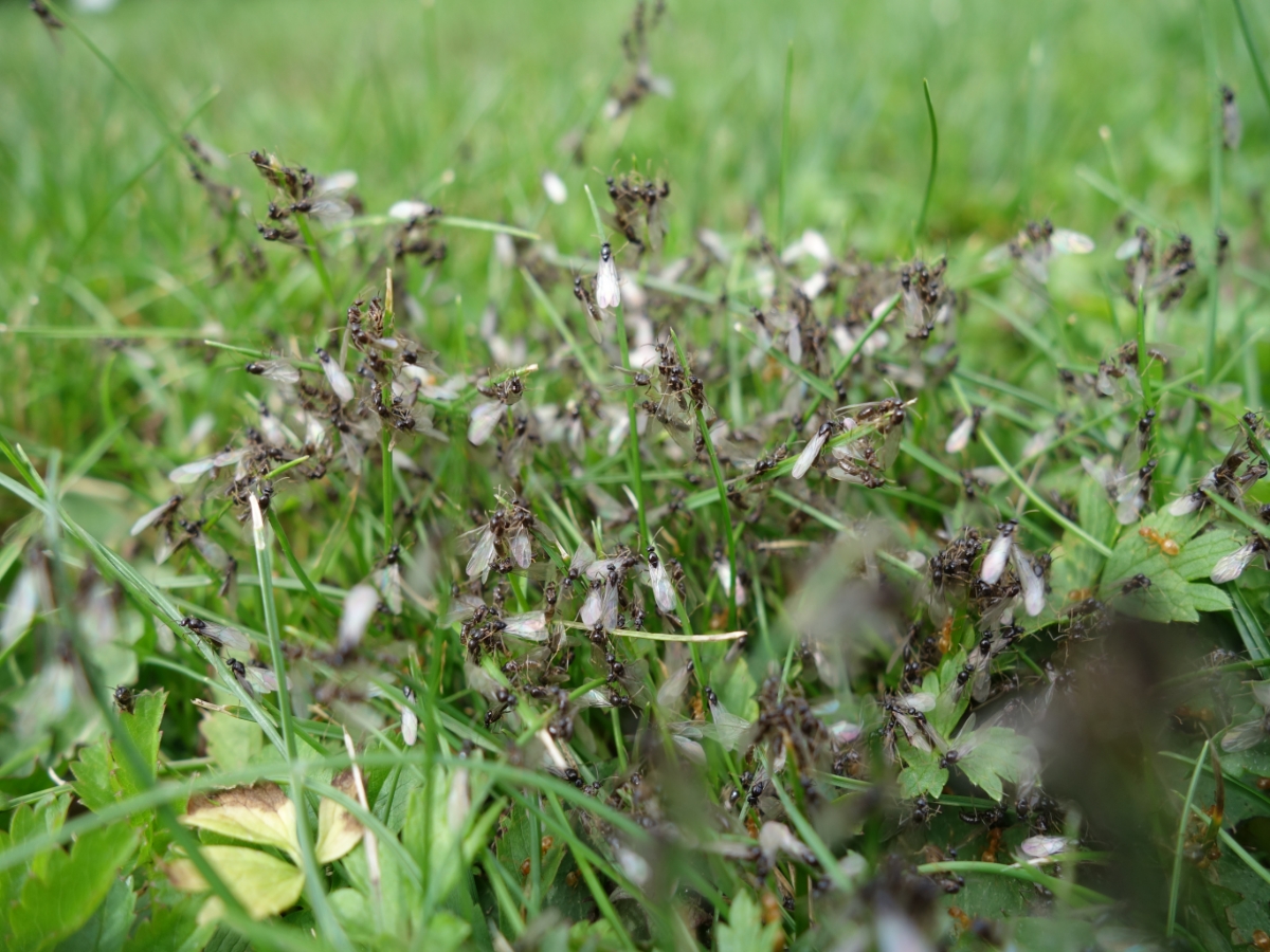 Fliegende Ameisen verlassen zu hunderten das Nest