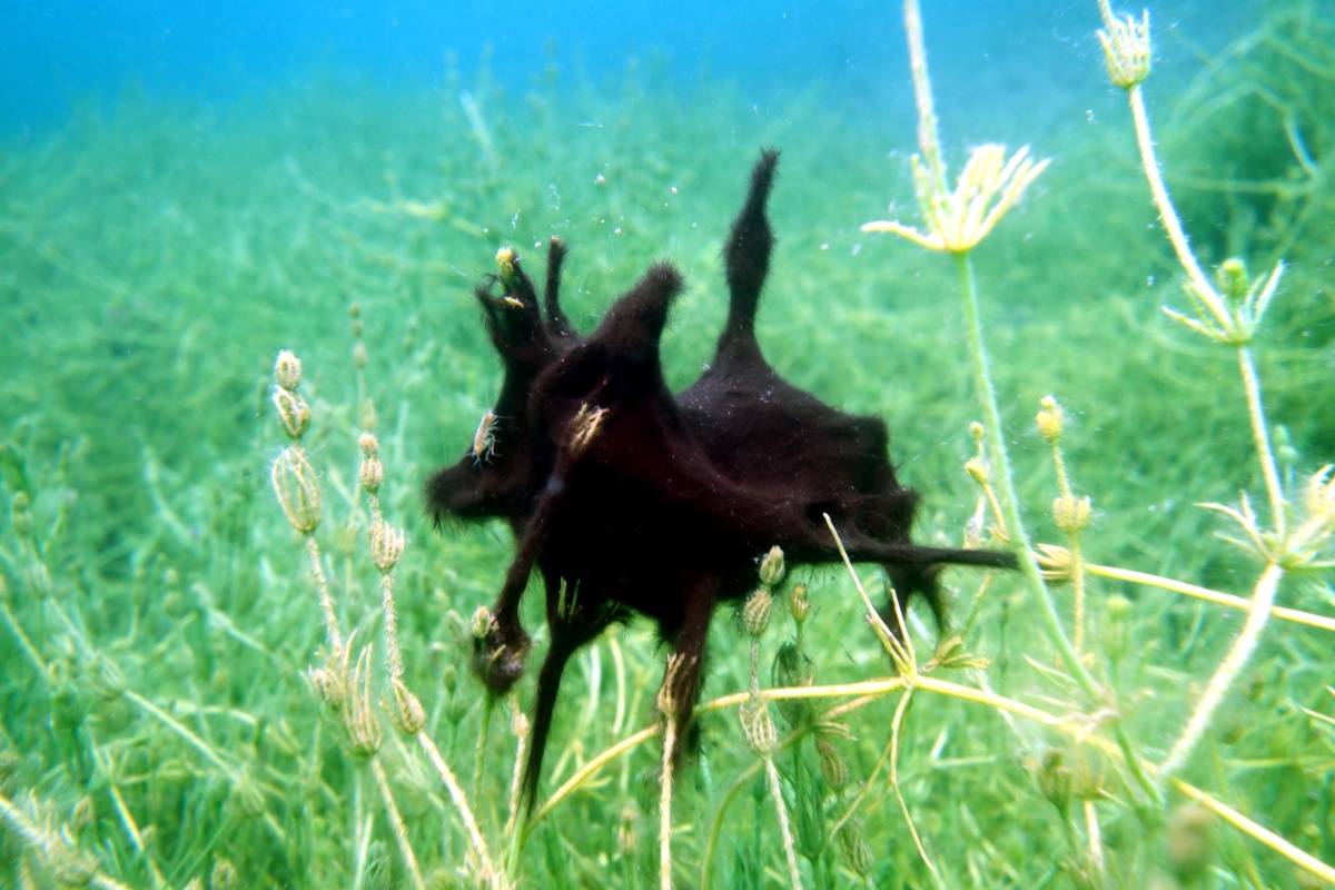 Algen auf Unterwasserpflanzen