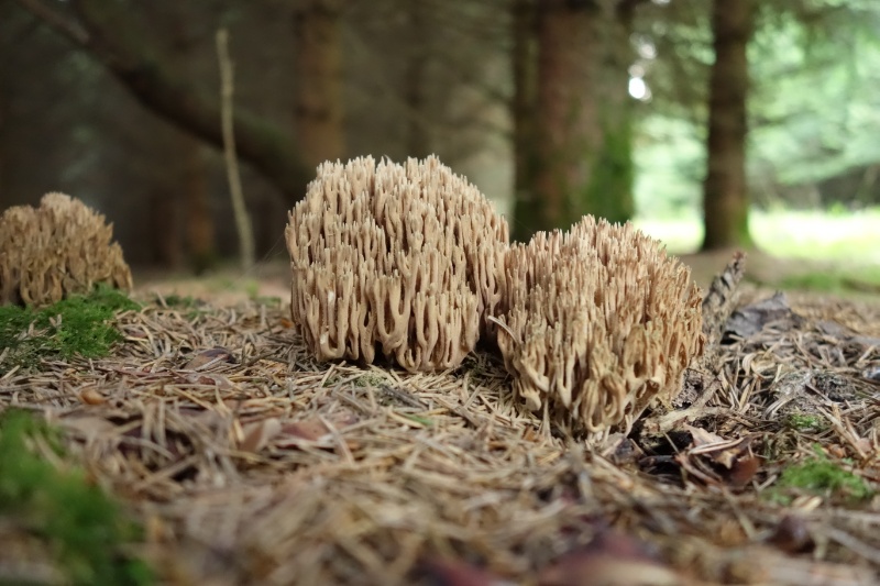 Pilz Bauchweh-Koralle