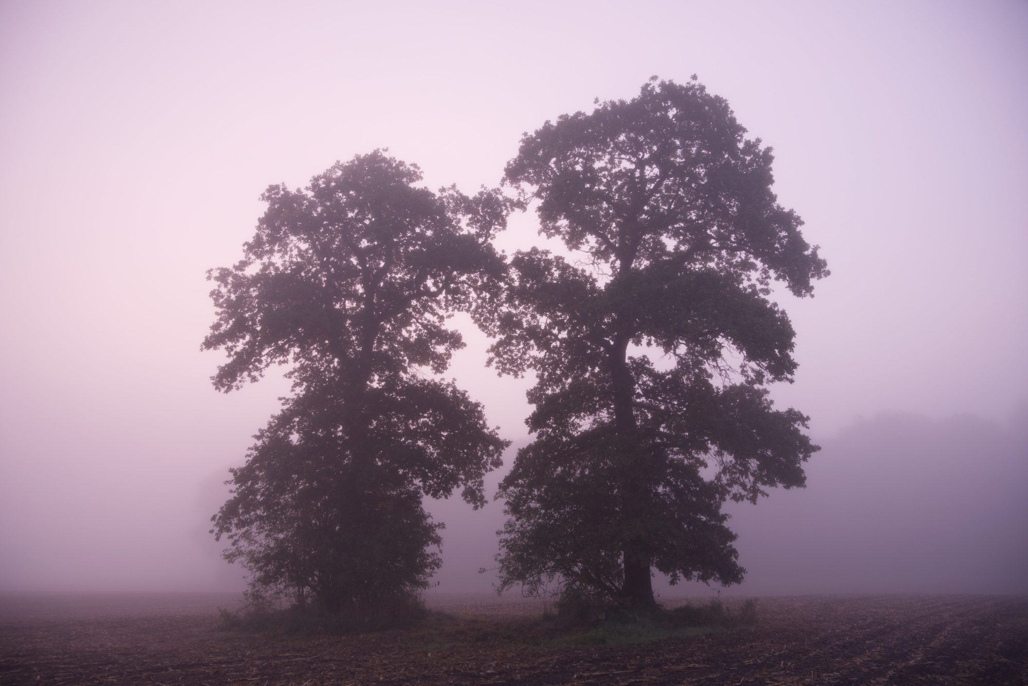Bäume im Nebel