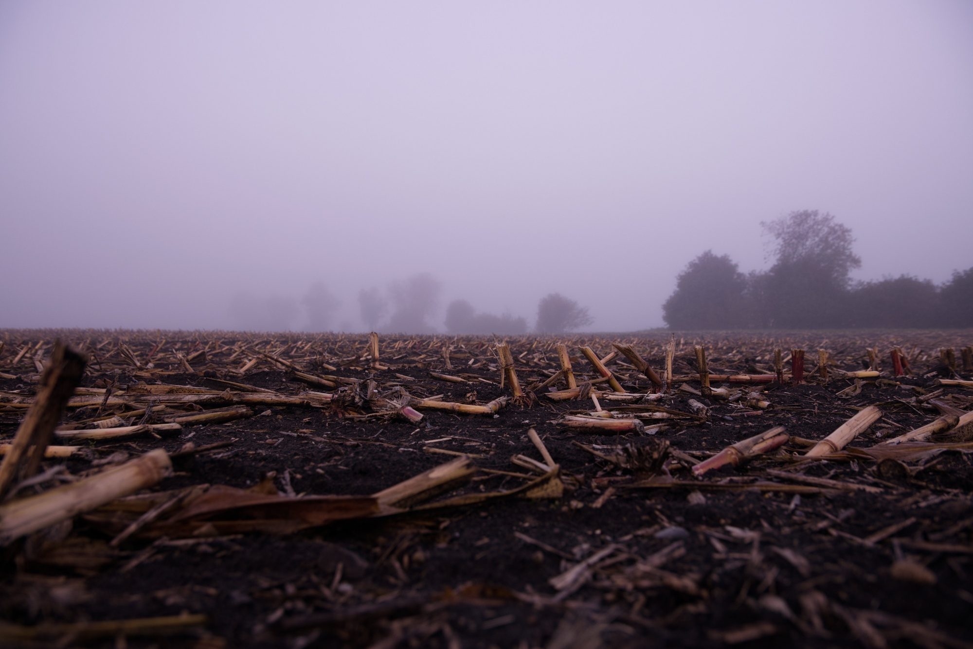 Abgeerntetes Maisfeld im Nebel