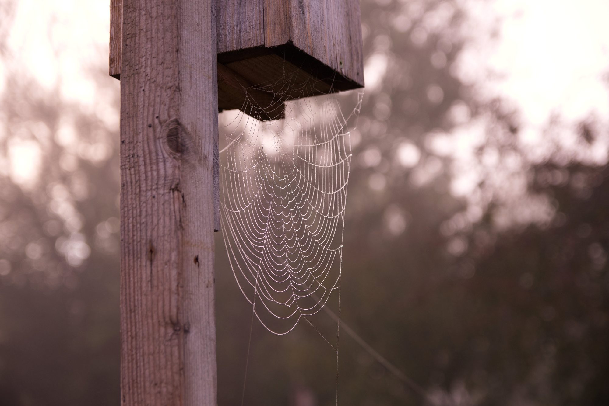 Spinnennetz im Nebeltau
