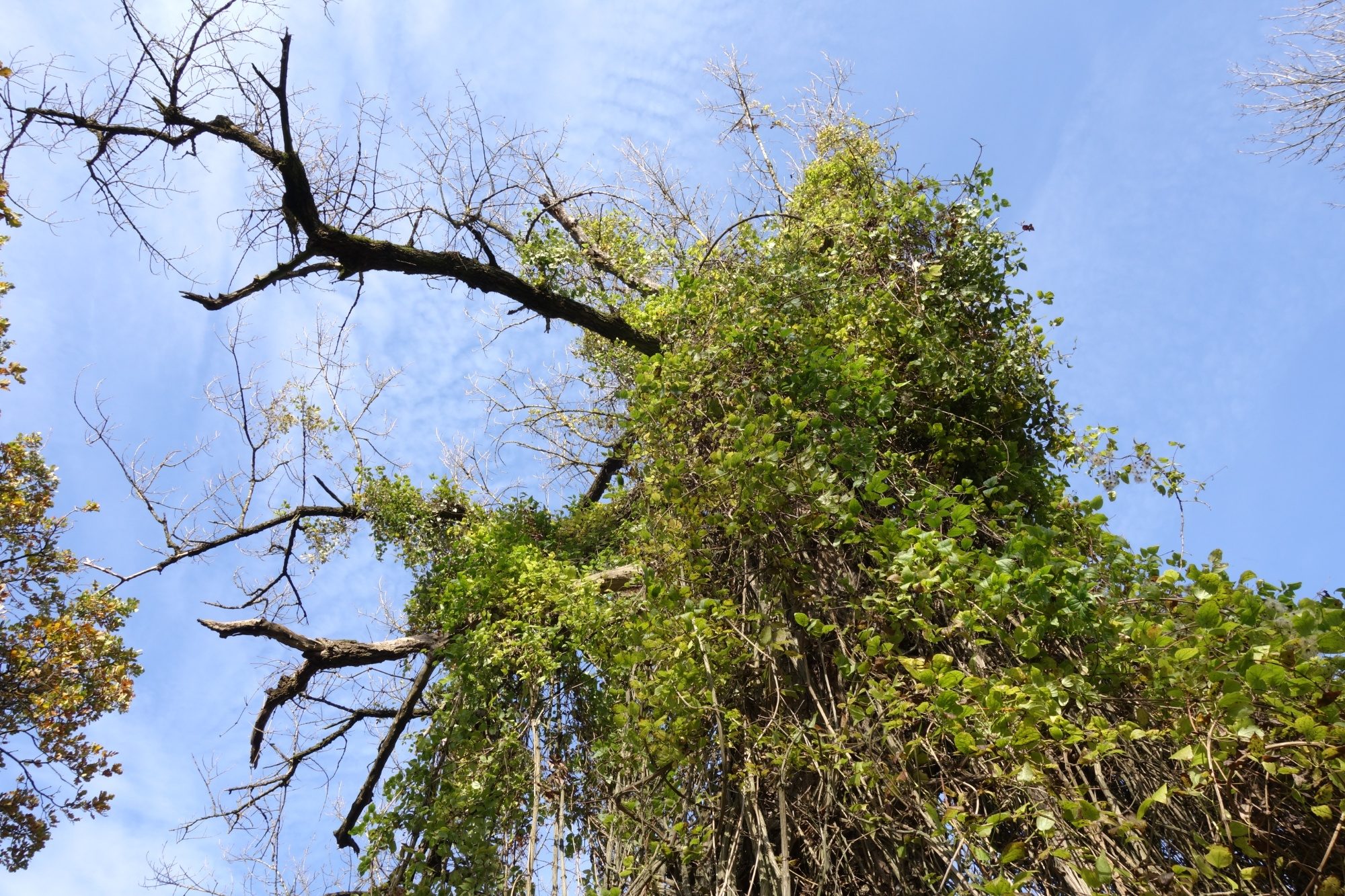 Efeuumrankter Baum