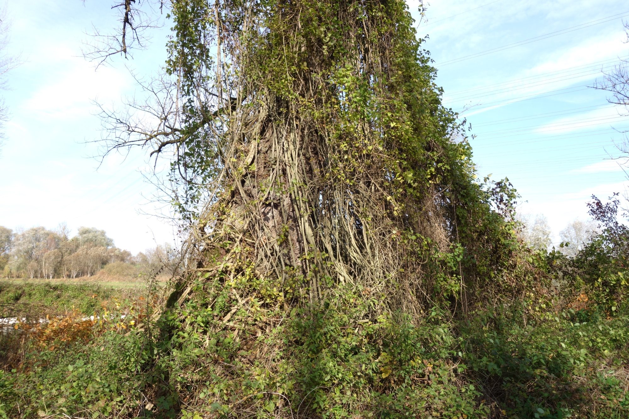 Efeuumrankter Baum