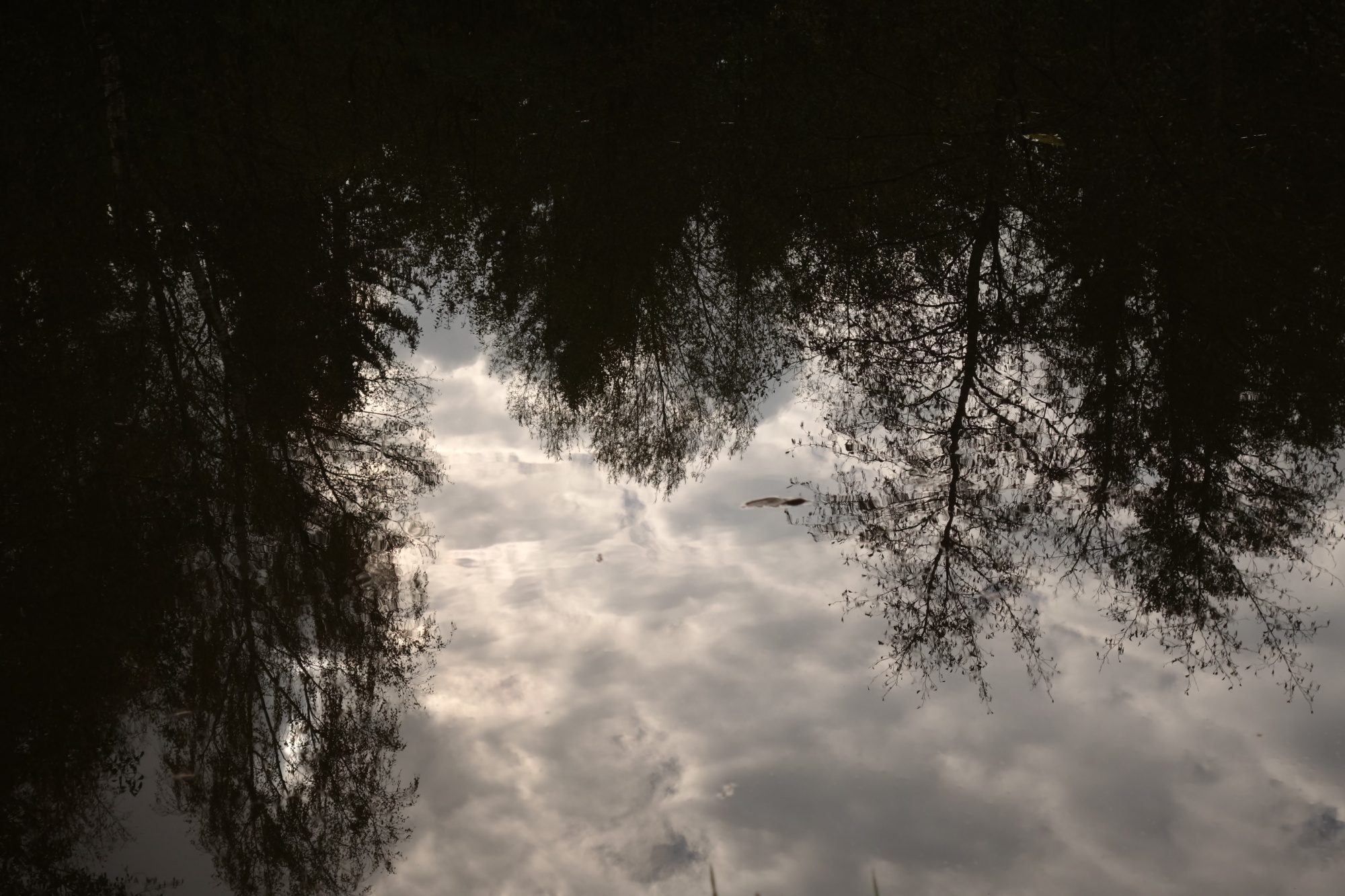 Bäume, die sich im Wasser eines kleinen Teiches spiegeln