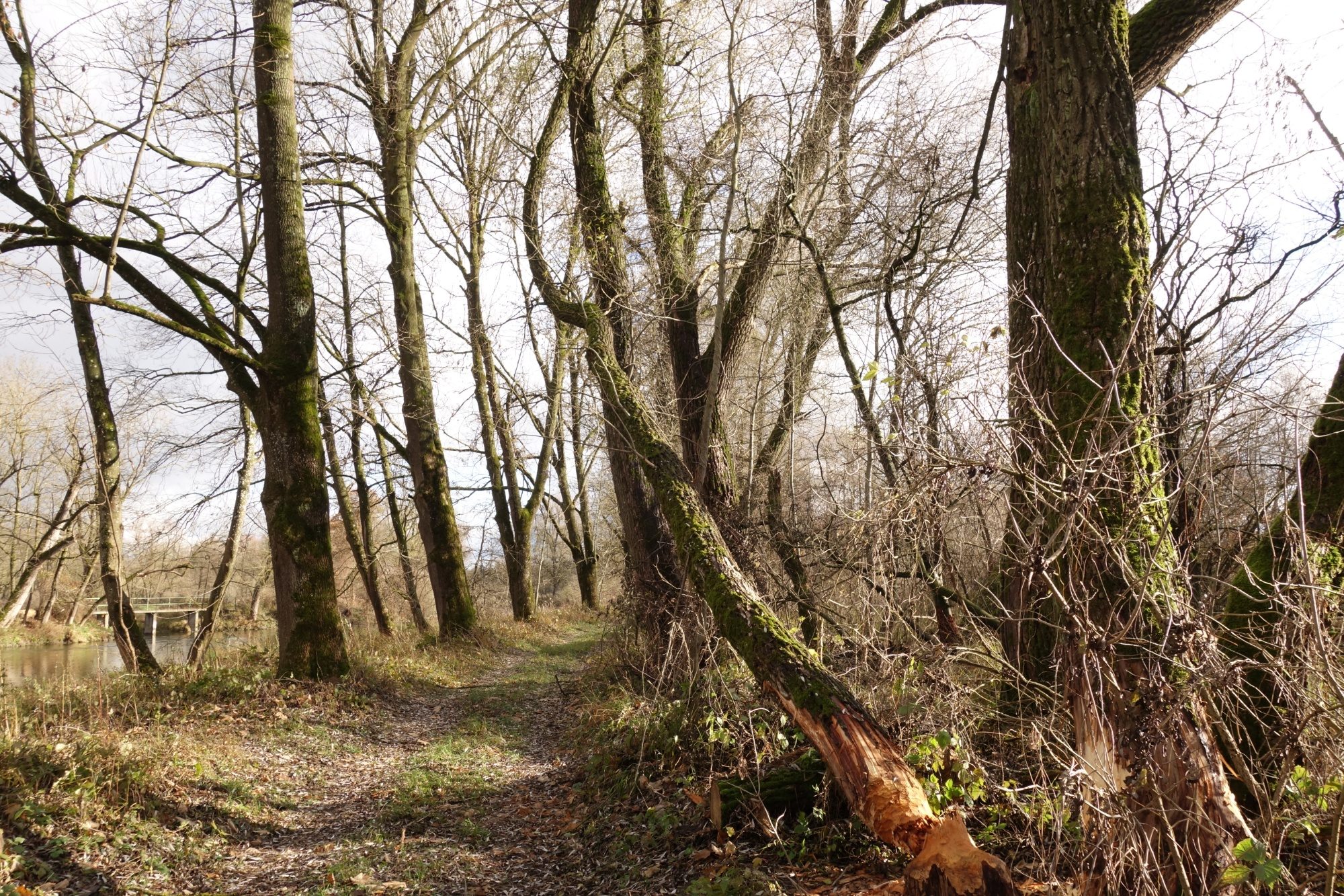Durchgenagter Baum, der am Nachbarbaum hängengeblieben ist
