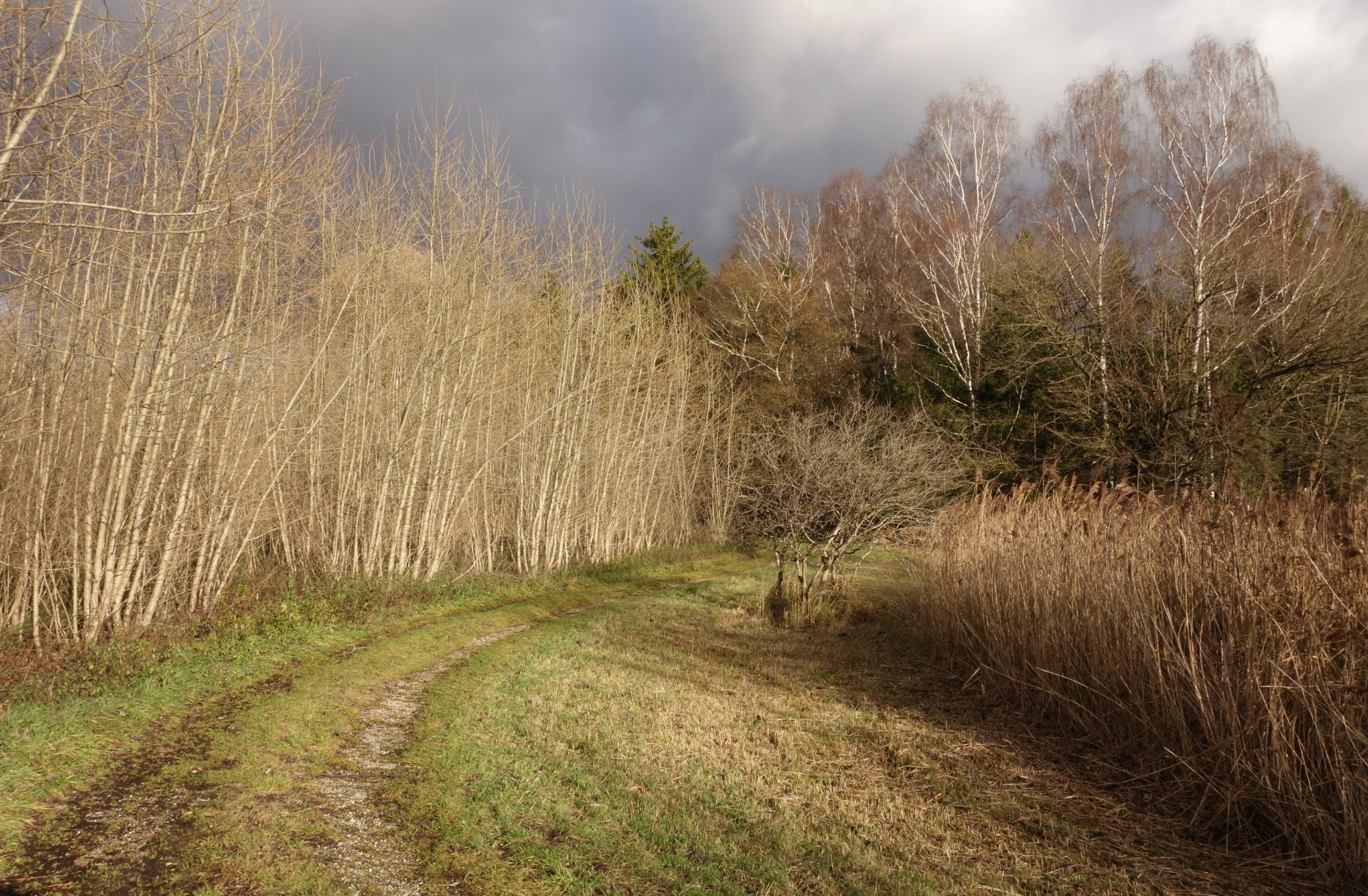 Sonnenbeschienener Waldrand