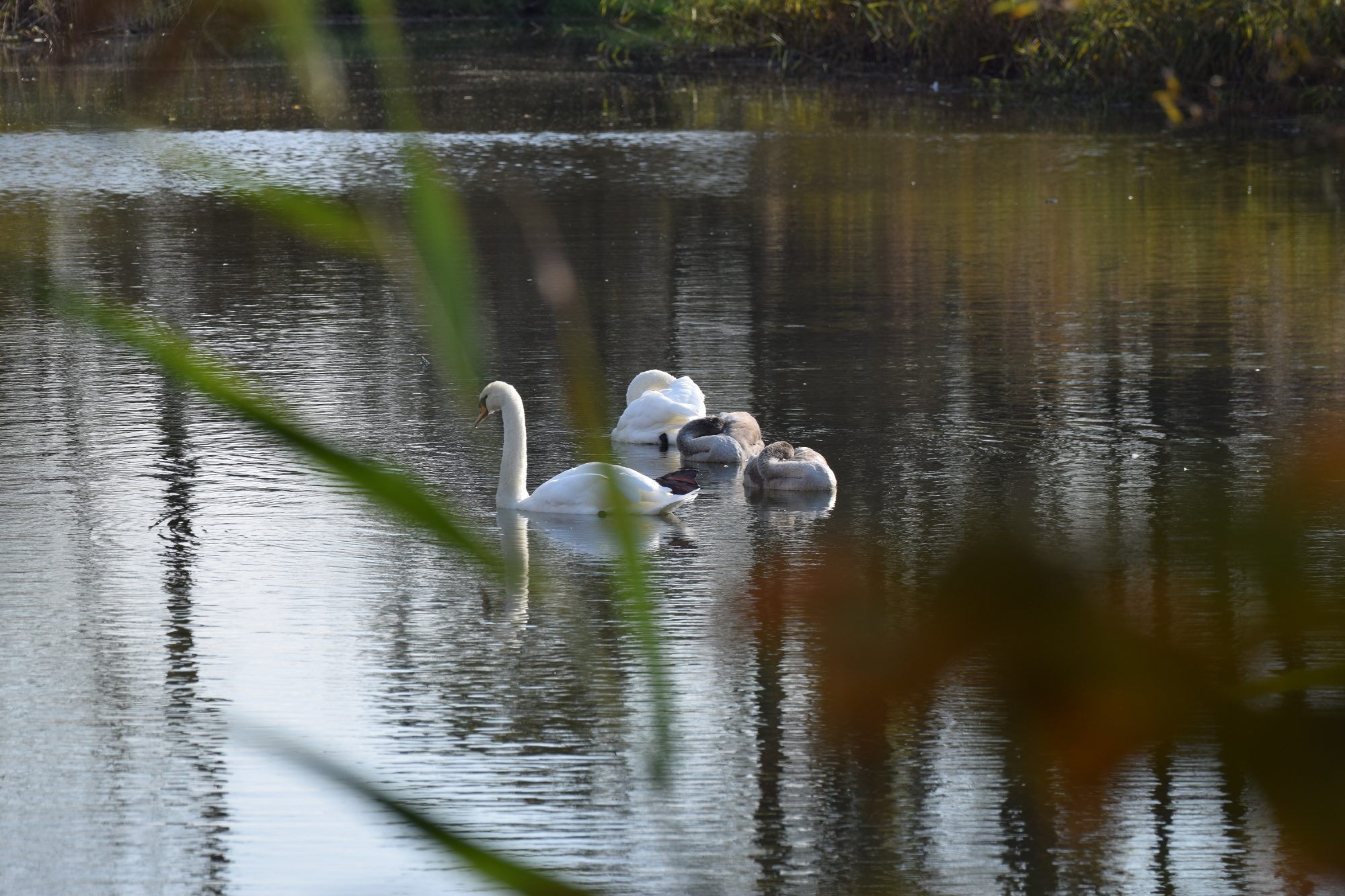 Drei schlafende und ein wachender Schwan