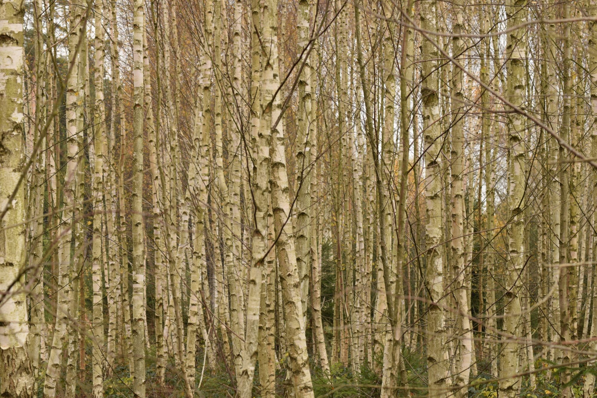 Birkenwald