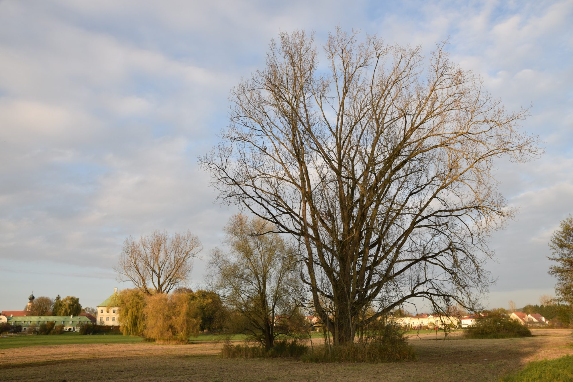 Prächtige Bäume am Ortsrand Unterweilbach