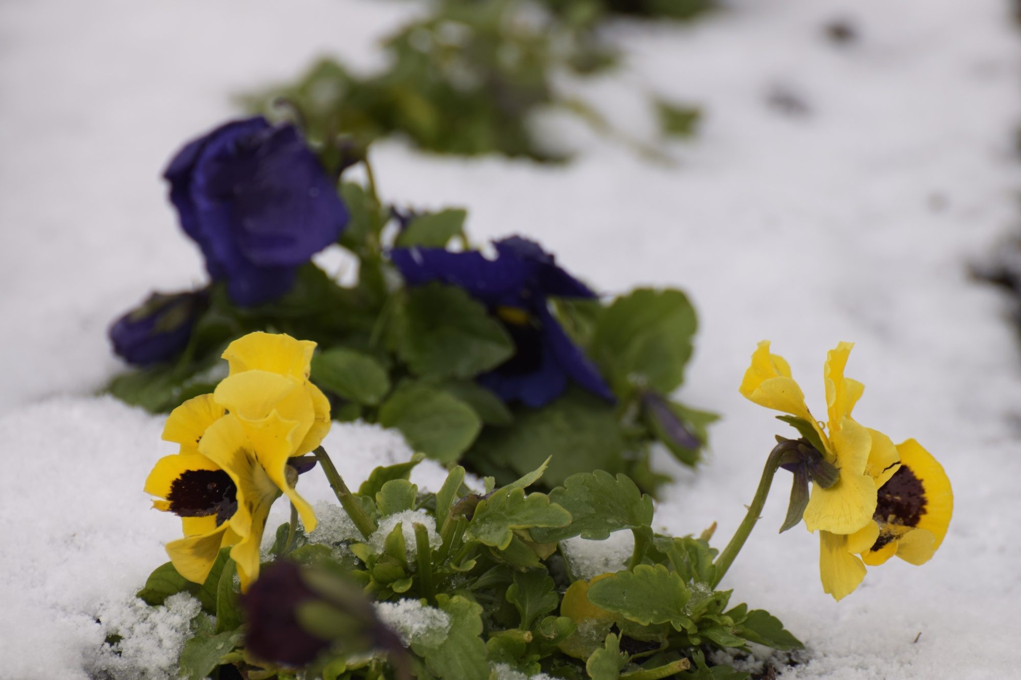 Stiefmütterchen im Schnee