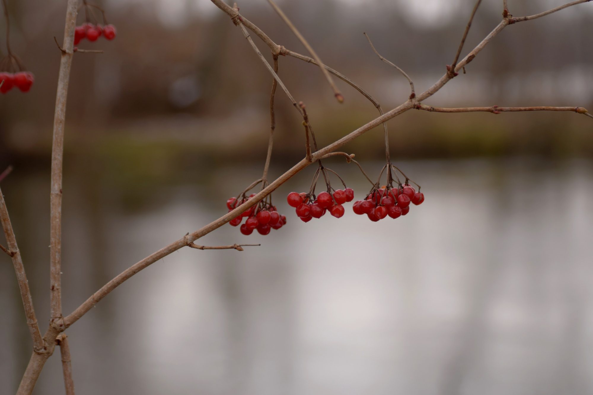 Rote Beeren an einem Zweig