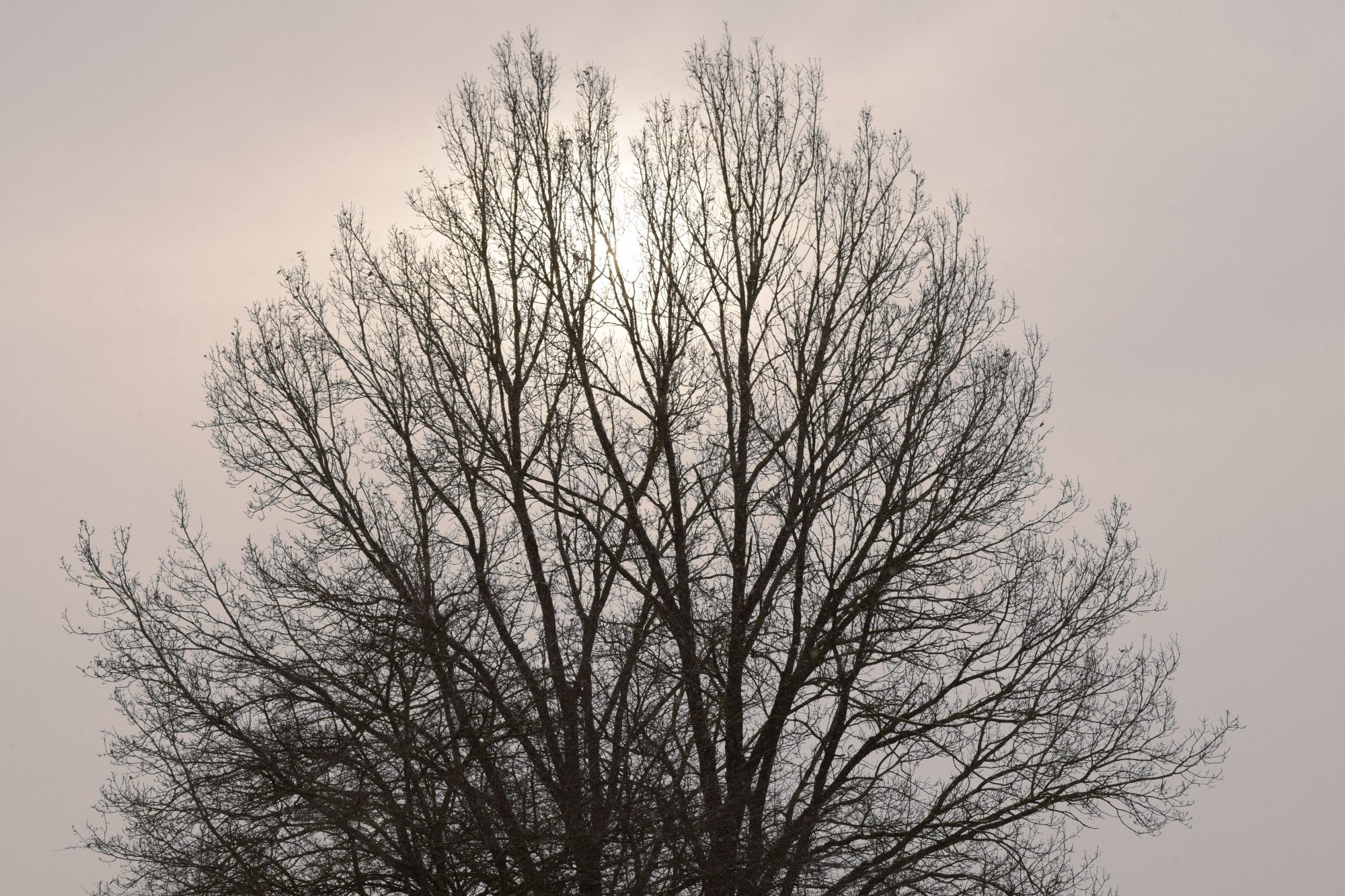 Verschleierte Wintersonne hinter einem Baum
