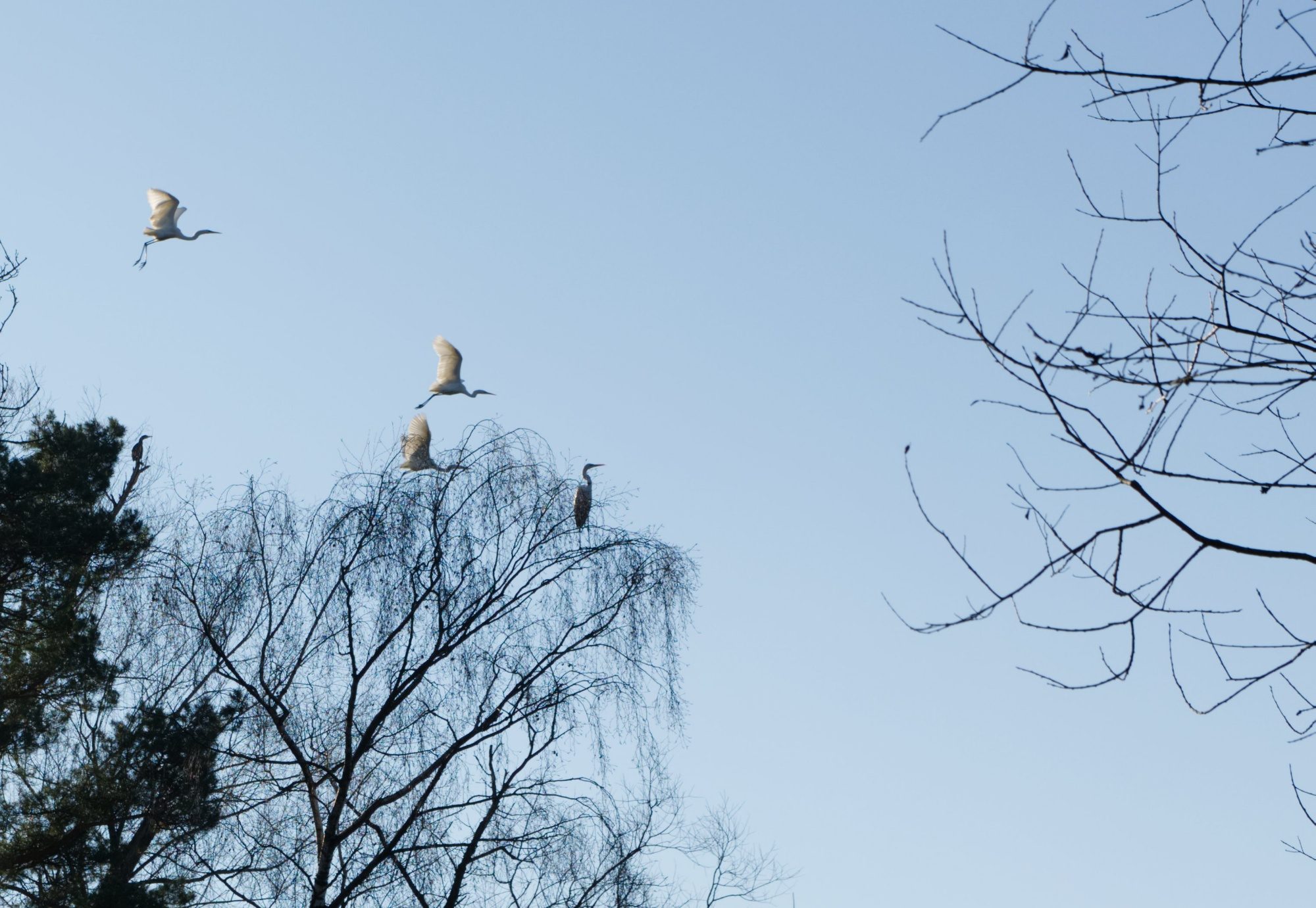 Drei Reiher im Flug, einer im Baum sitzend