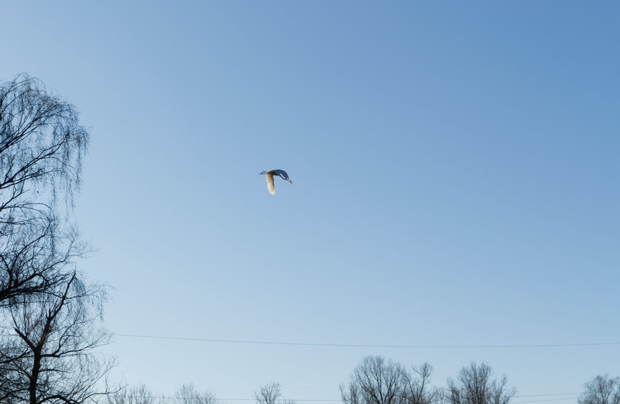 Ein Reiher im Flug