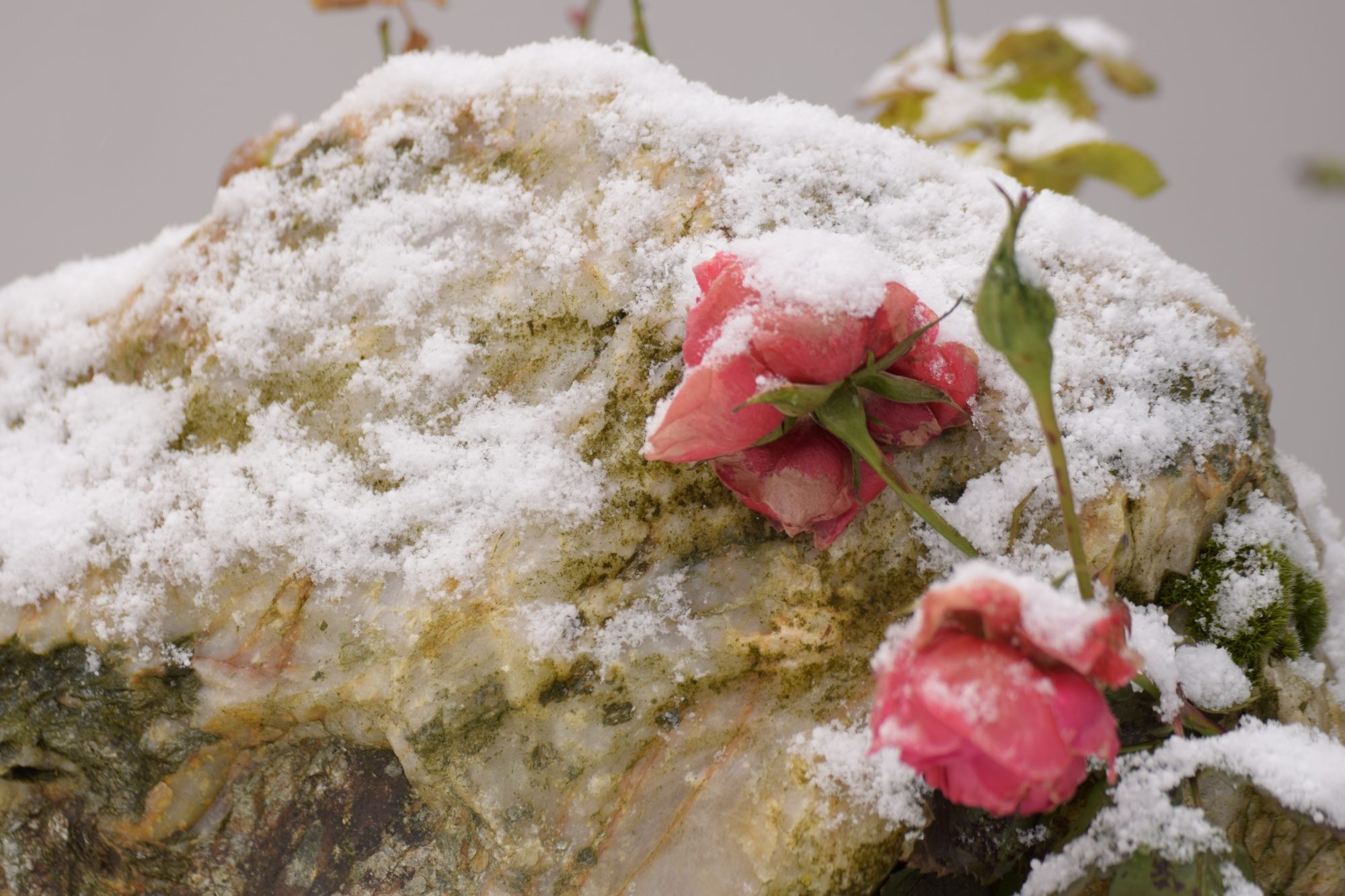 Rosenblüten mit Schnee überzuckert