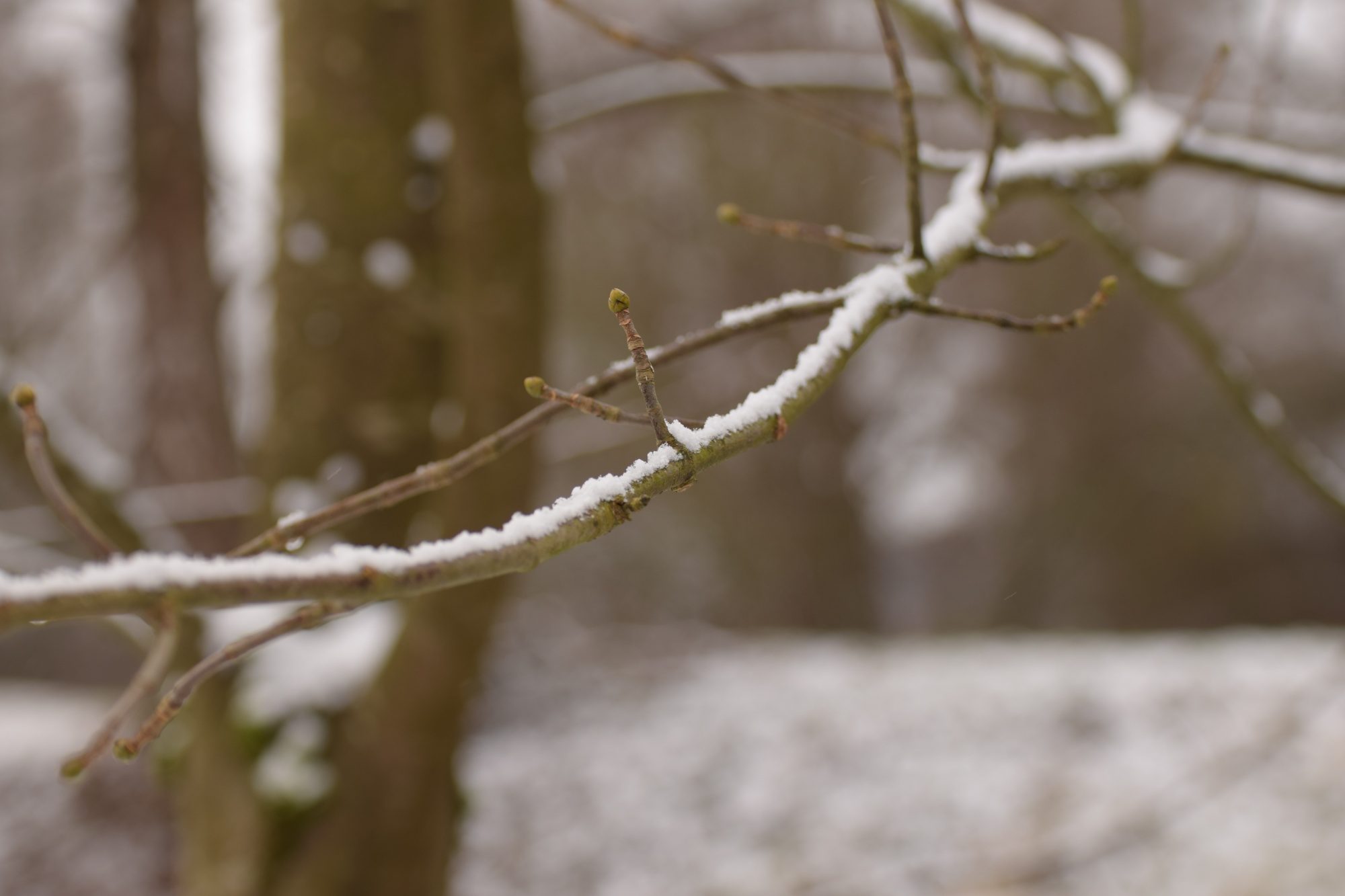 Knospen an einem Zweig