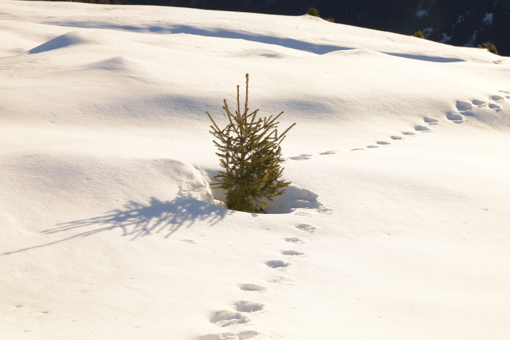 Kleine Fichte mitten im Schnee