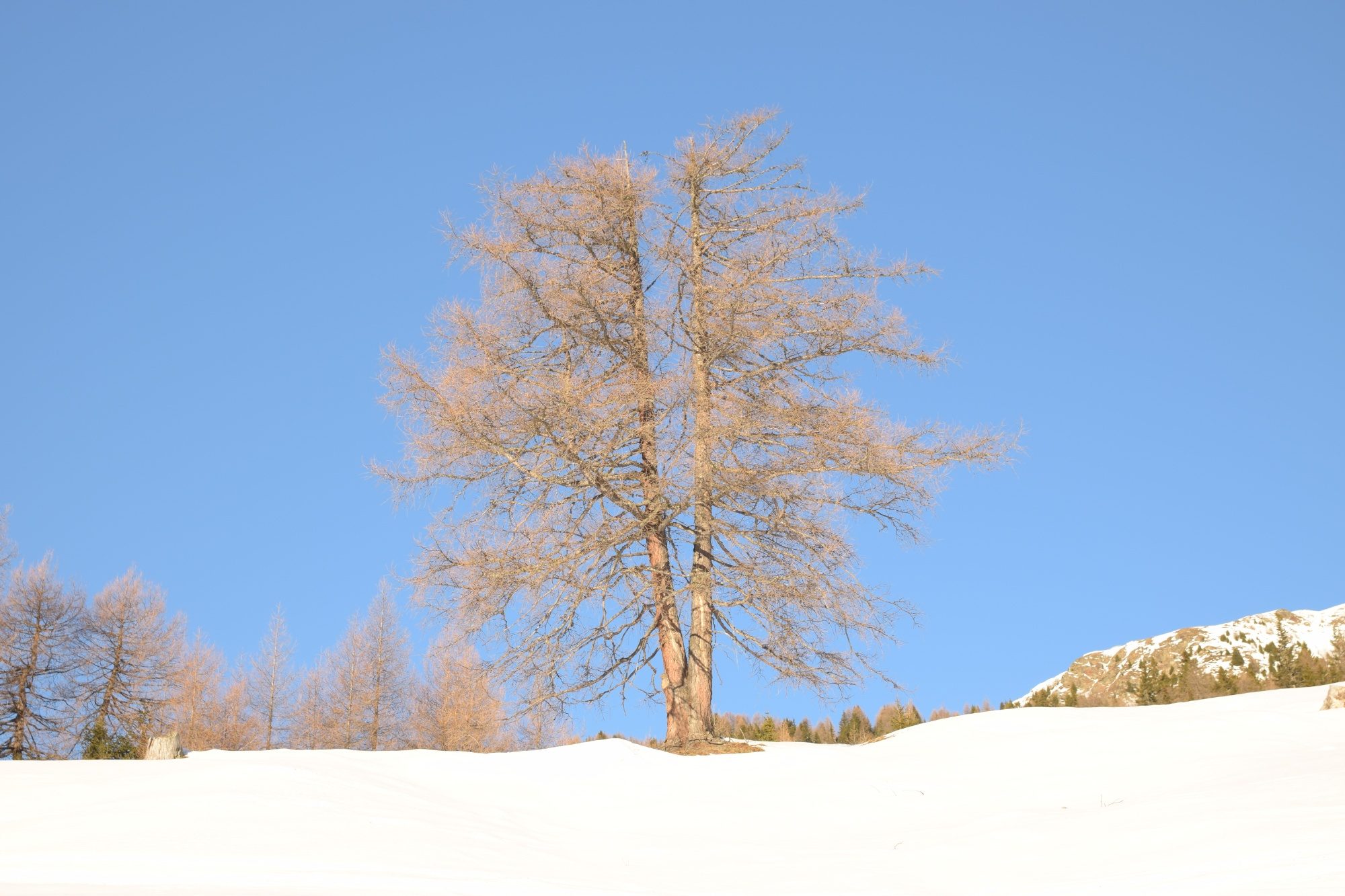 Zweistämmiger Baum
