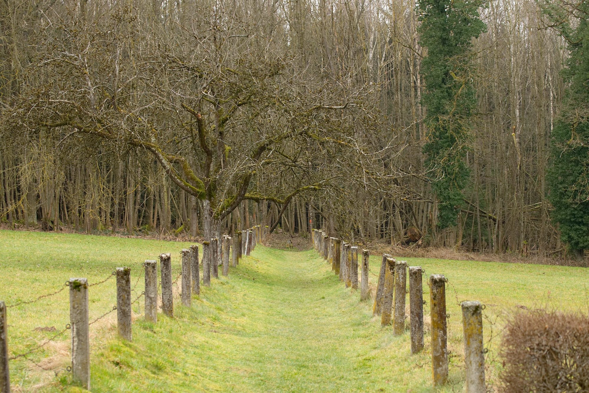 Hohlweg