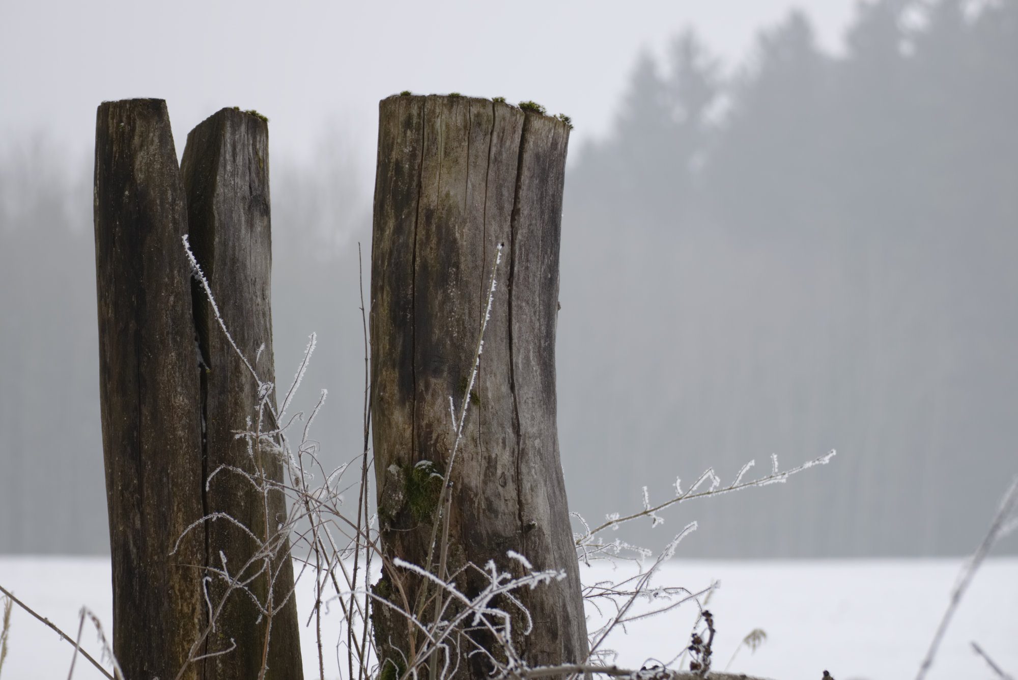 Zwei Baumstümpfe vor Waldrand