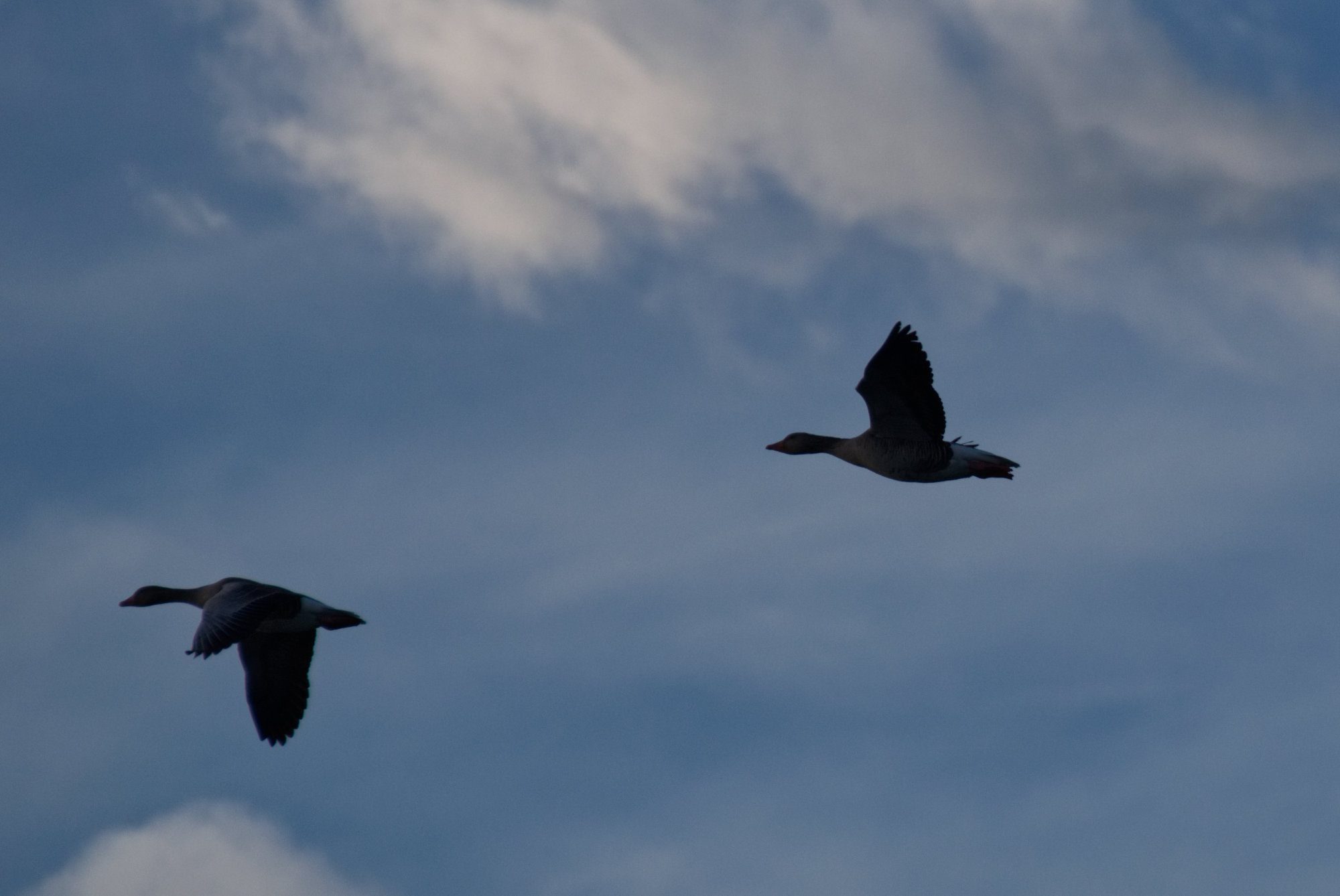 Zwei Graugänse im Flug