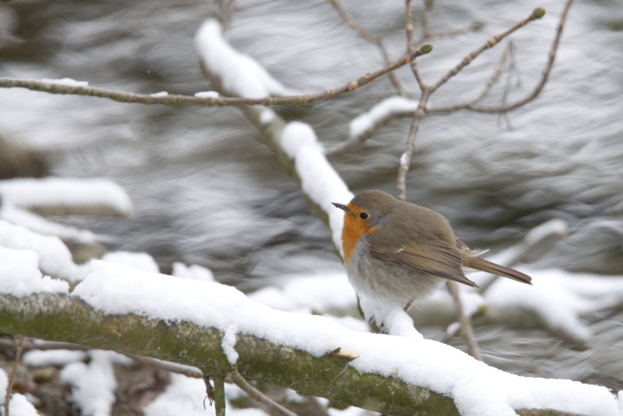 Rotkehlchen am verschneiten Ufer der Amper