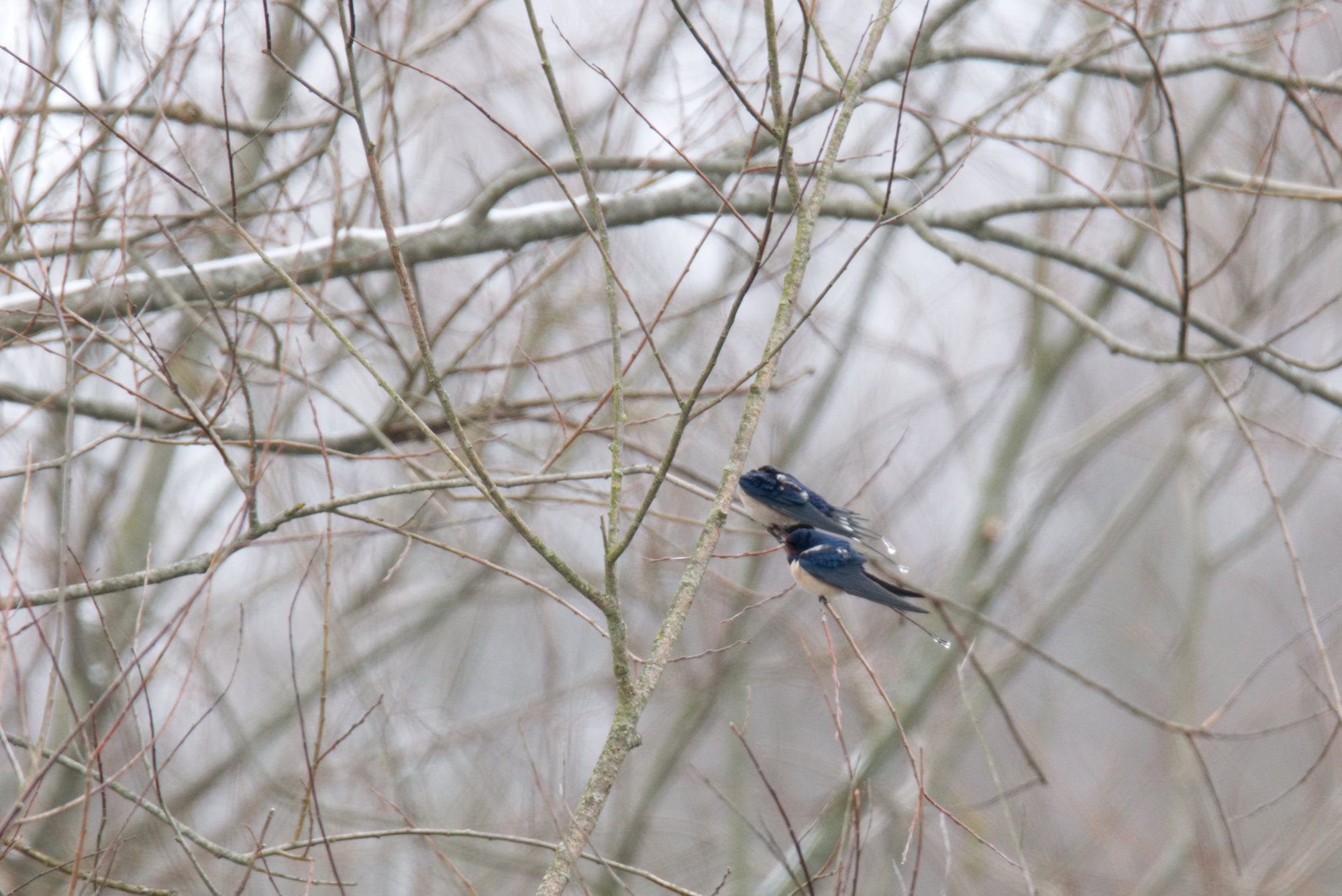 Zwei Rauchschwalben im Baum