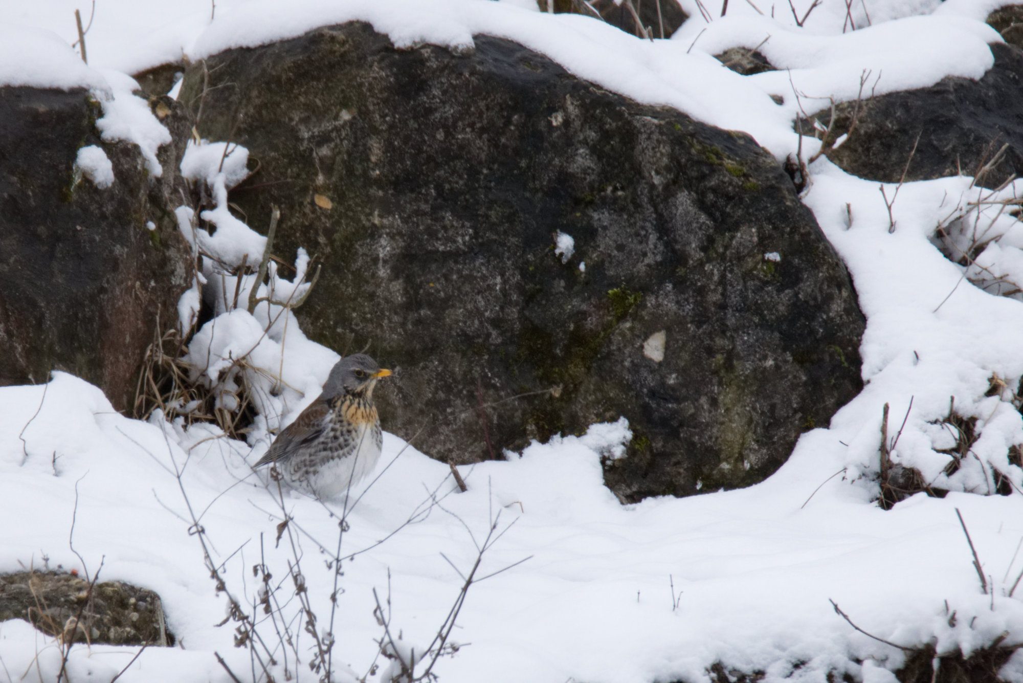 Eine Misteldrossel am verschneiten Ufer