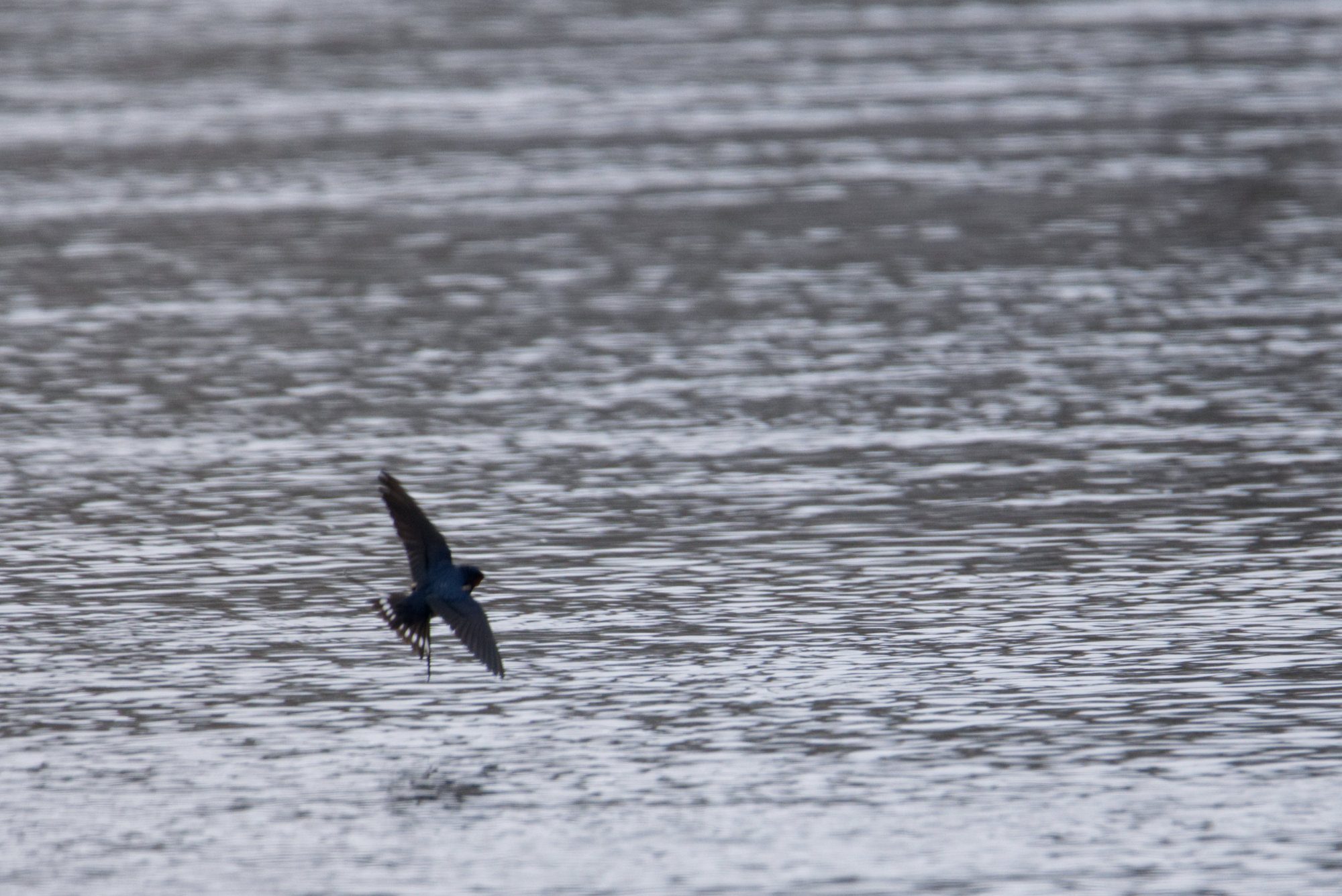 Rauchschwalbe im Flug