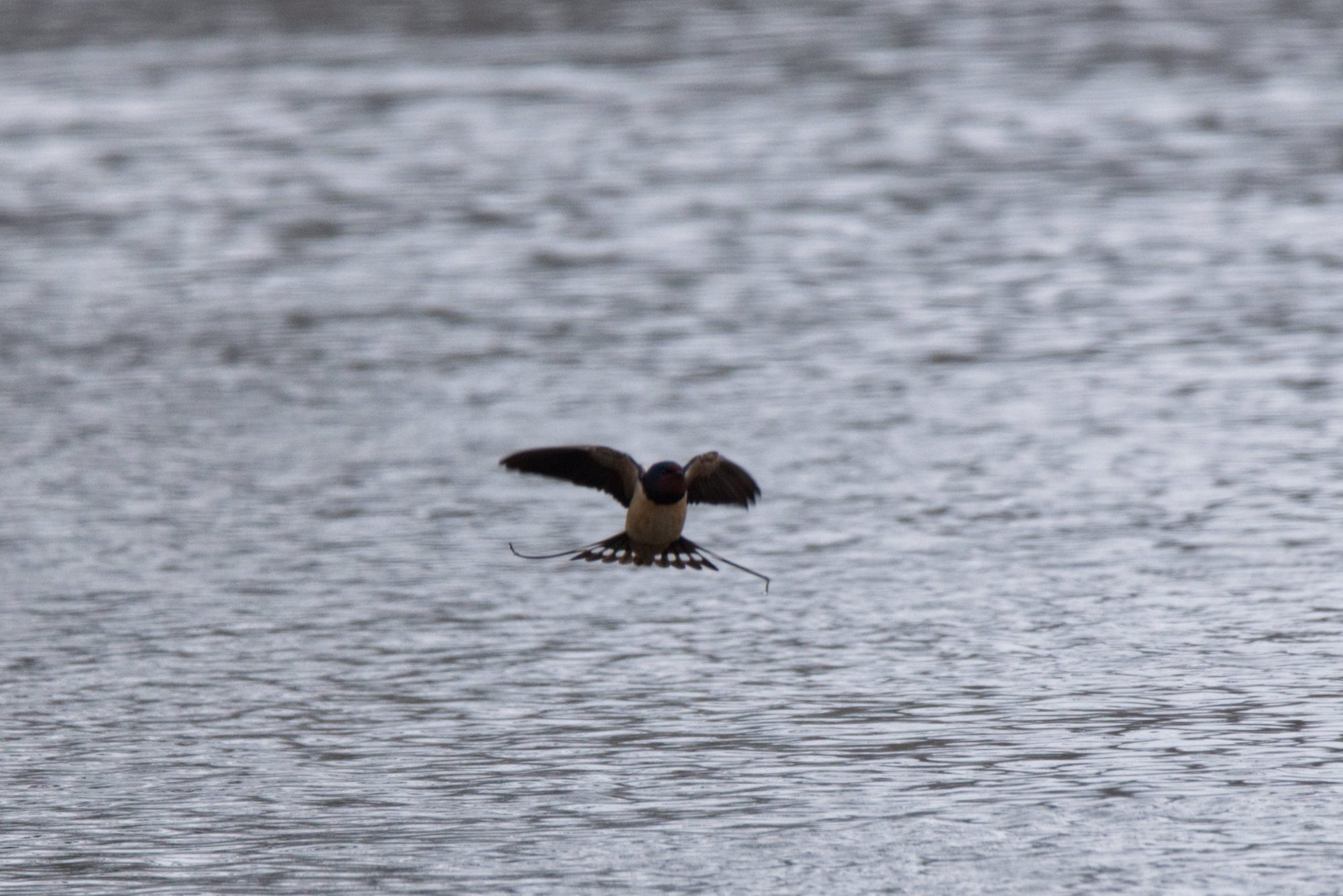 Rauchschwalbe im Flug
