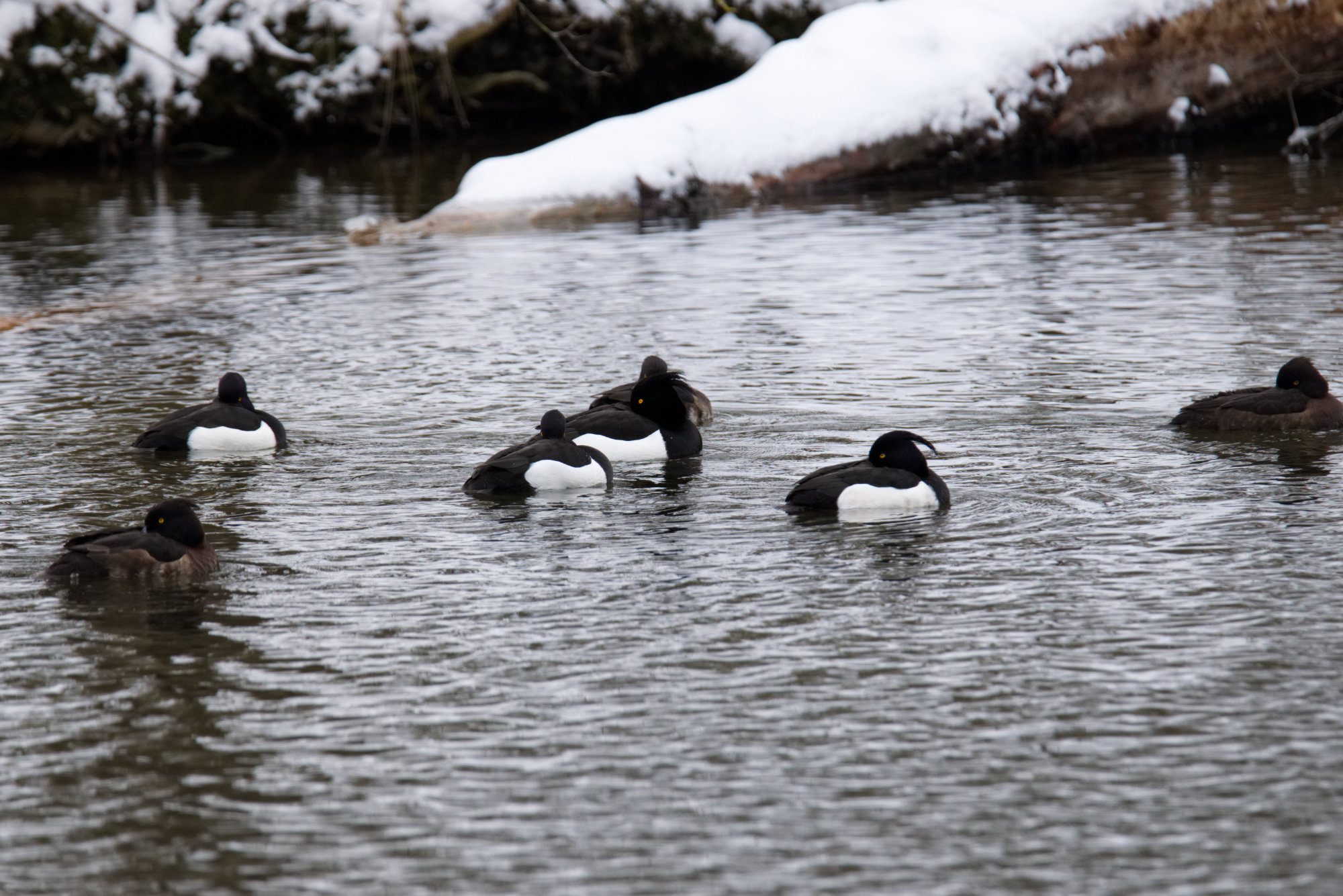 Reiherenten ruhen auf dem Wasser
