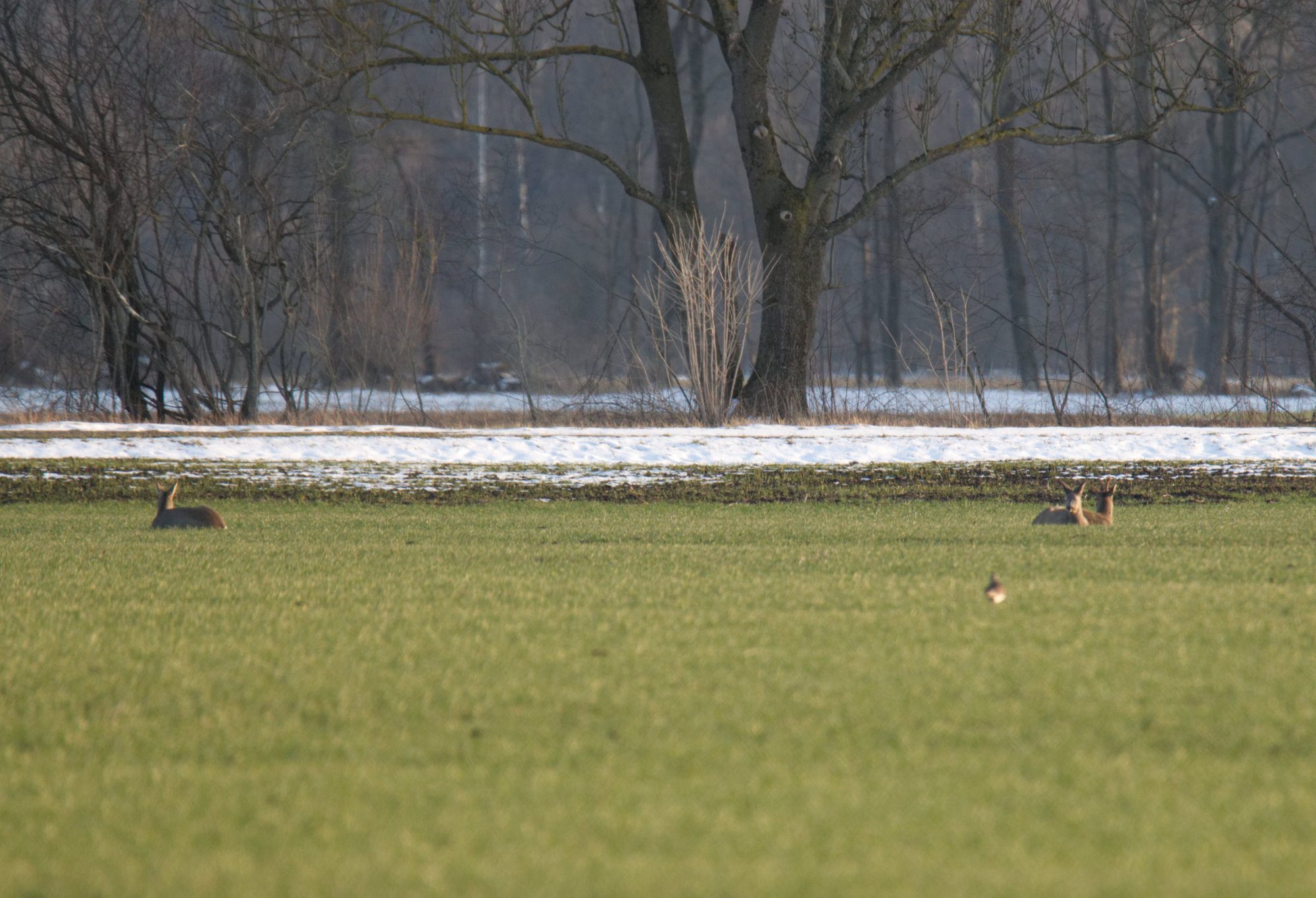 Drei Rehe liegen im Gras