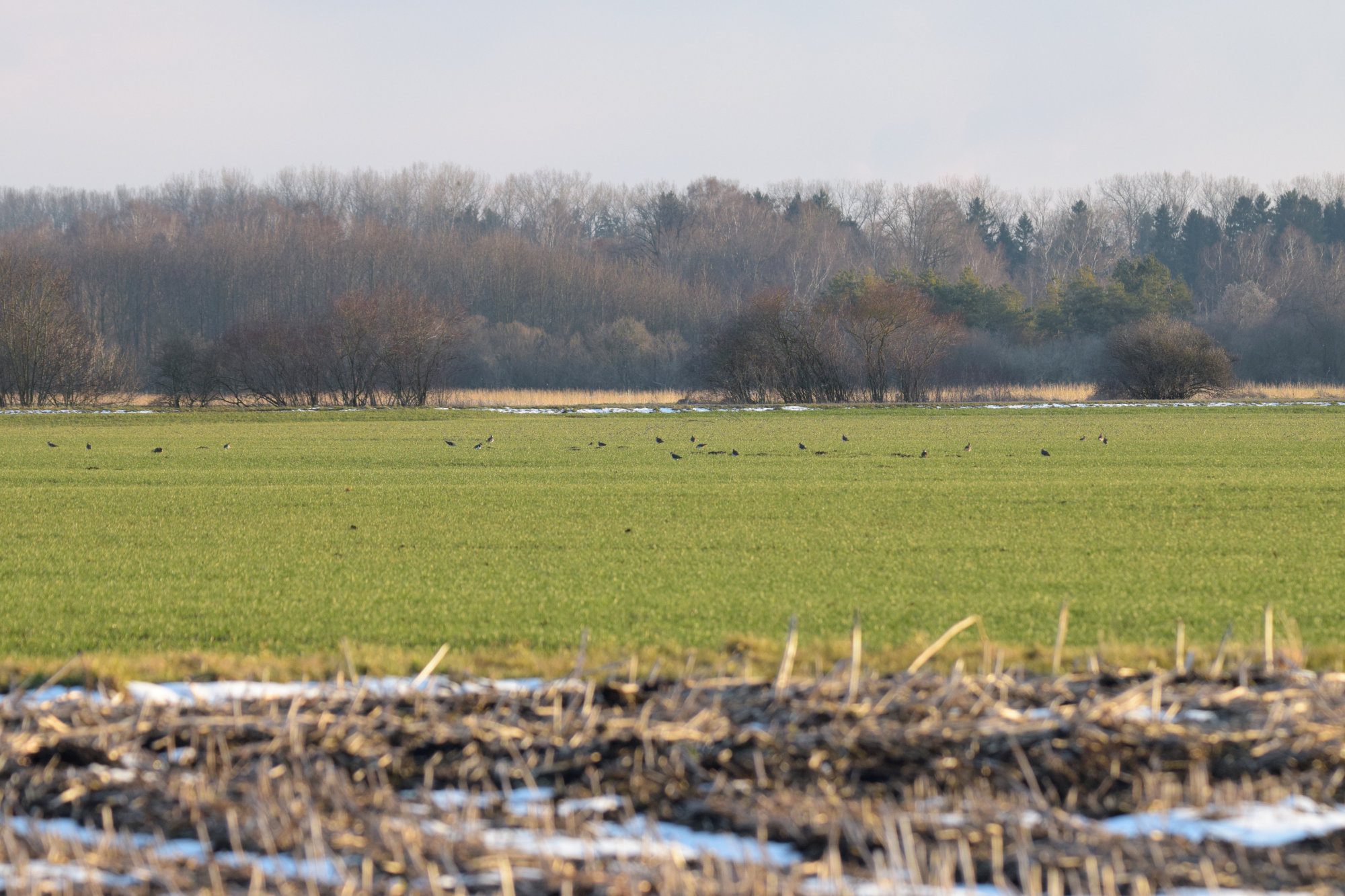 Kiebitze auf der Wiese