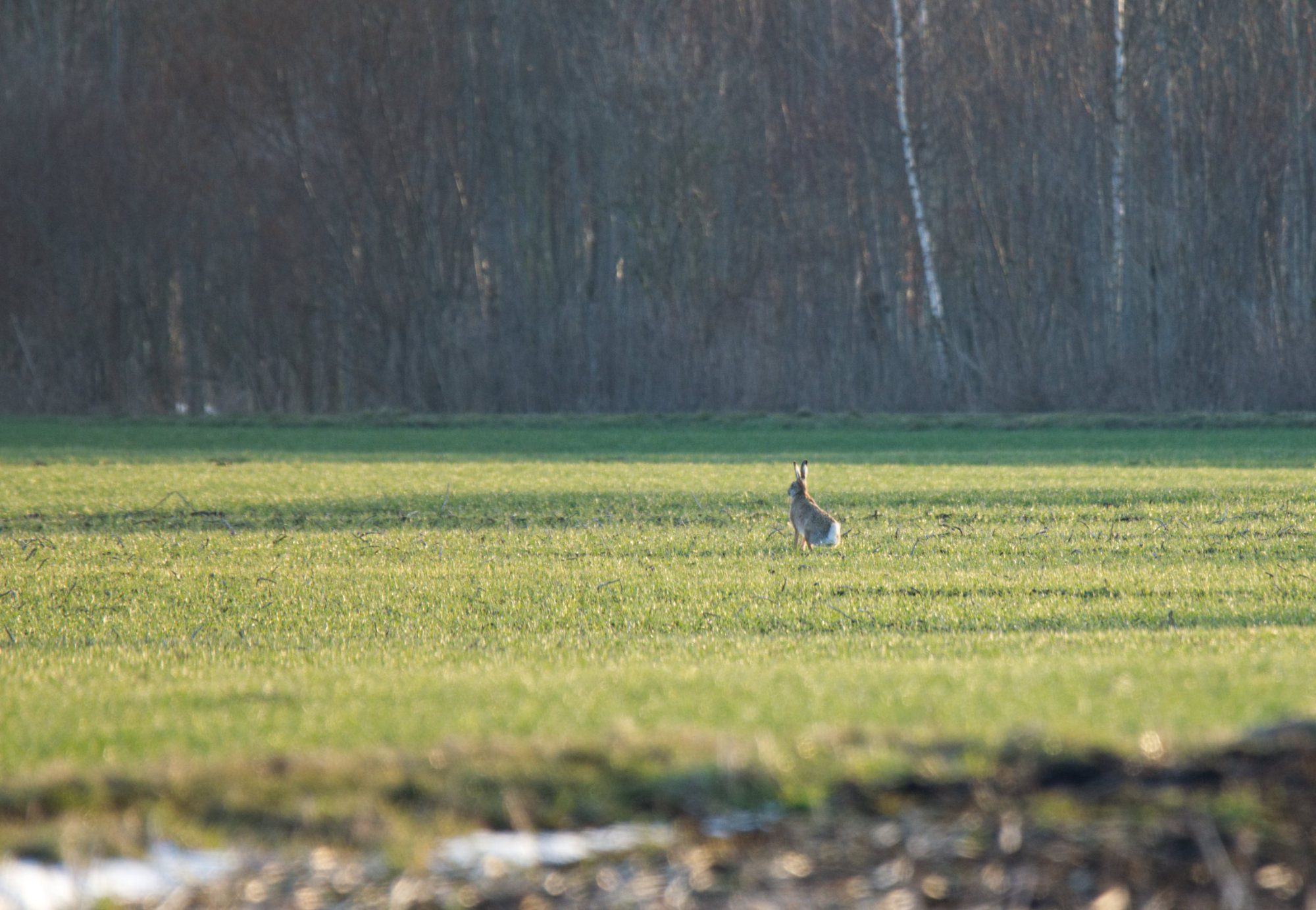 Hase auf der Wiese
