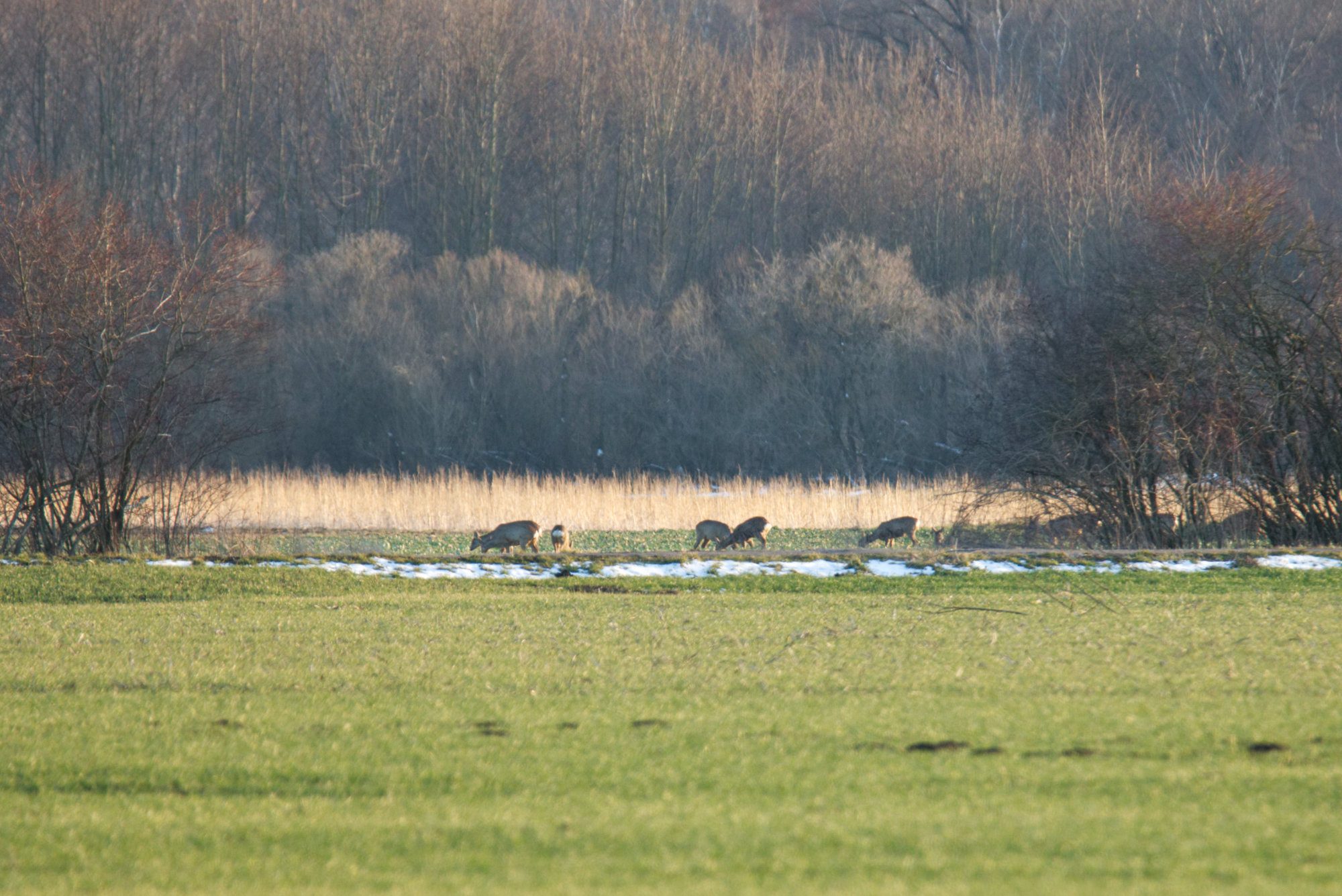 Sieben Rehe