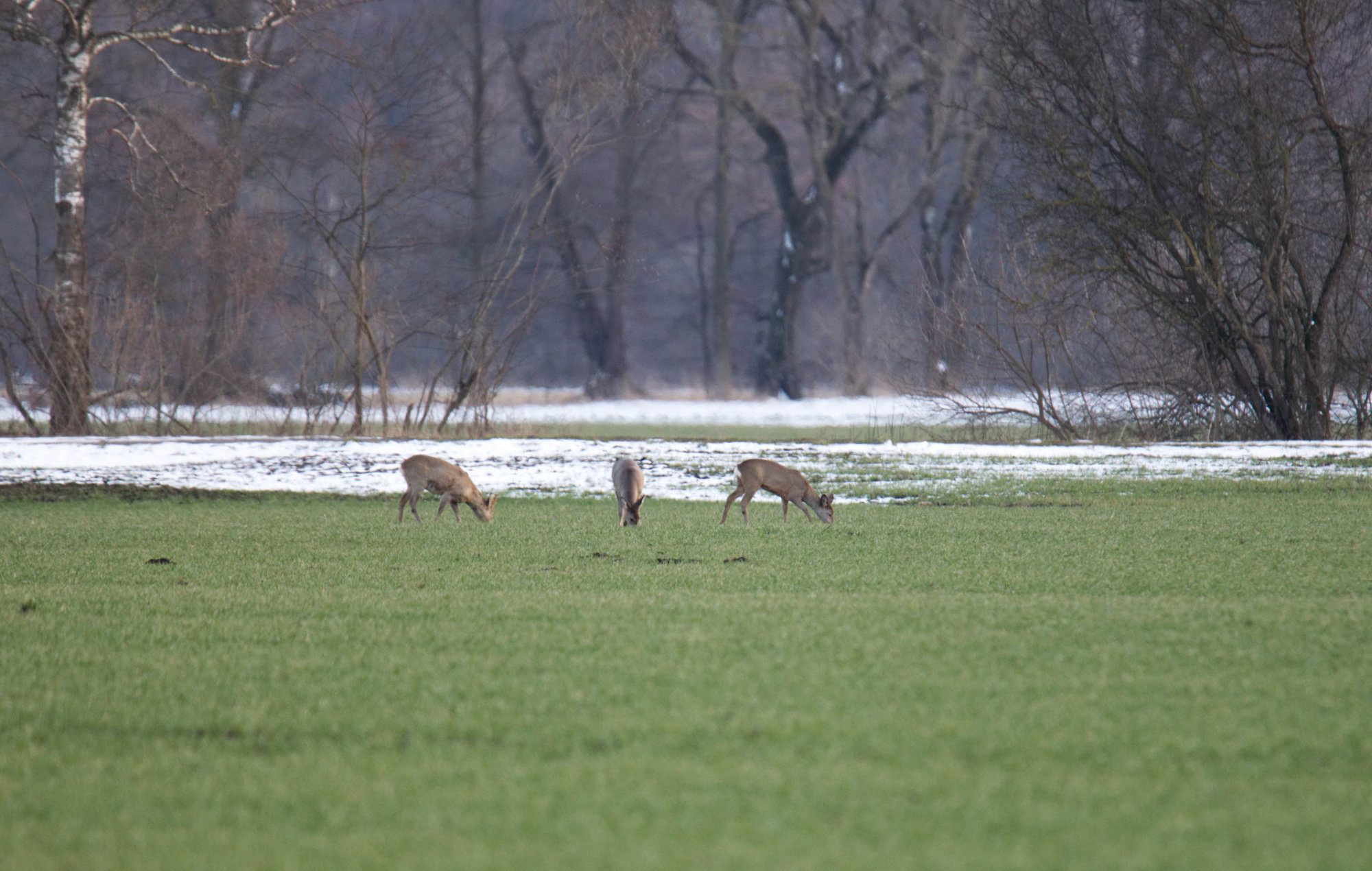 Drei äsende Rehe