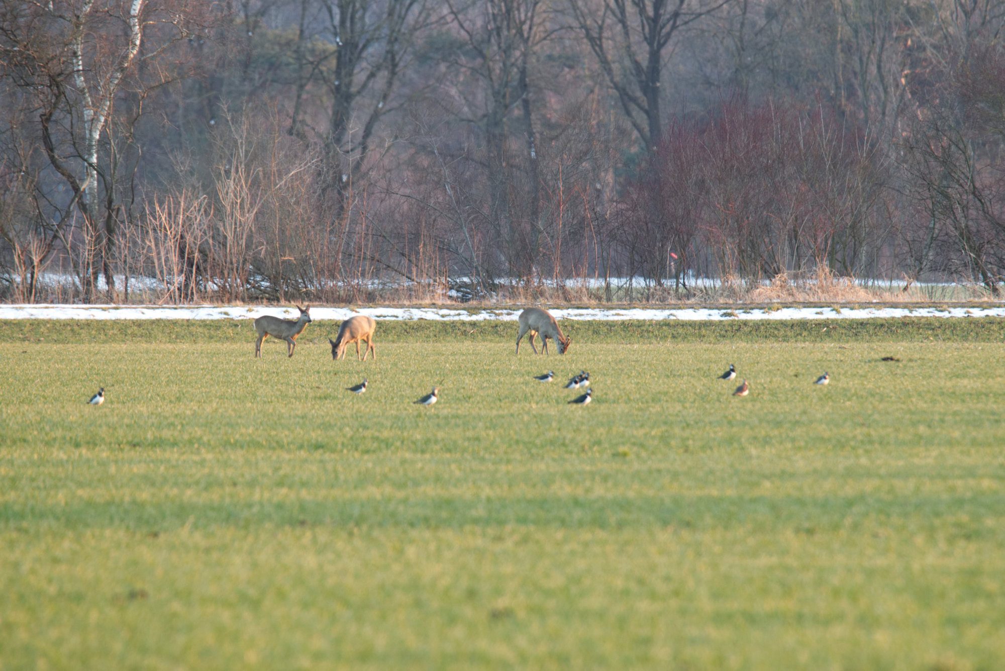 Drei Rehe, im Vordergrund mehrere Kiebitze