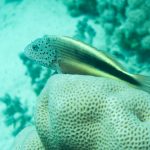 Gestreifter Korallenwächter