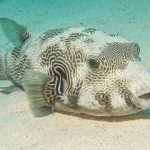 Weißfleck-Kugelfisch