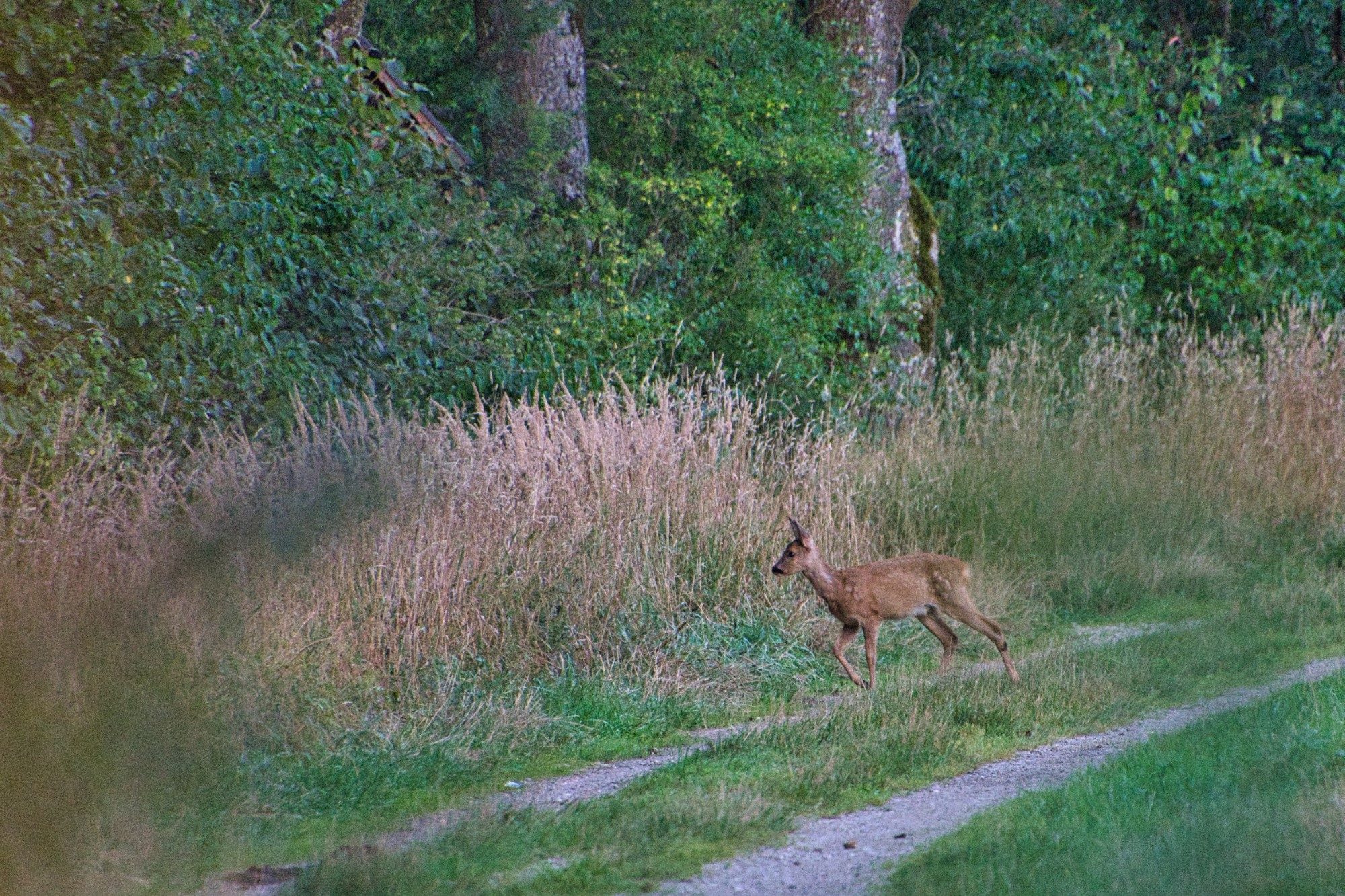 Kitz vor Waldrand