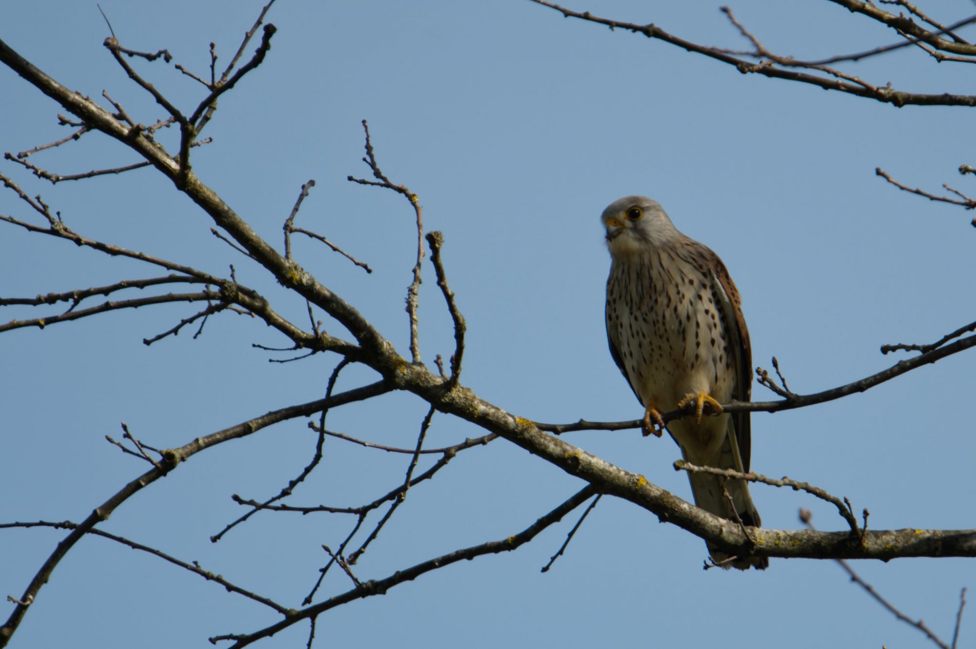 Turmfalke