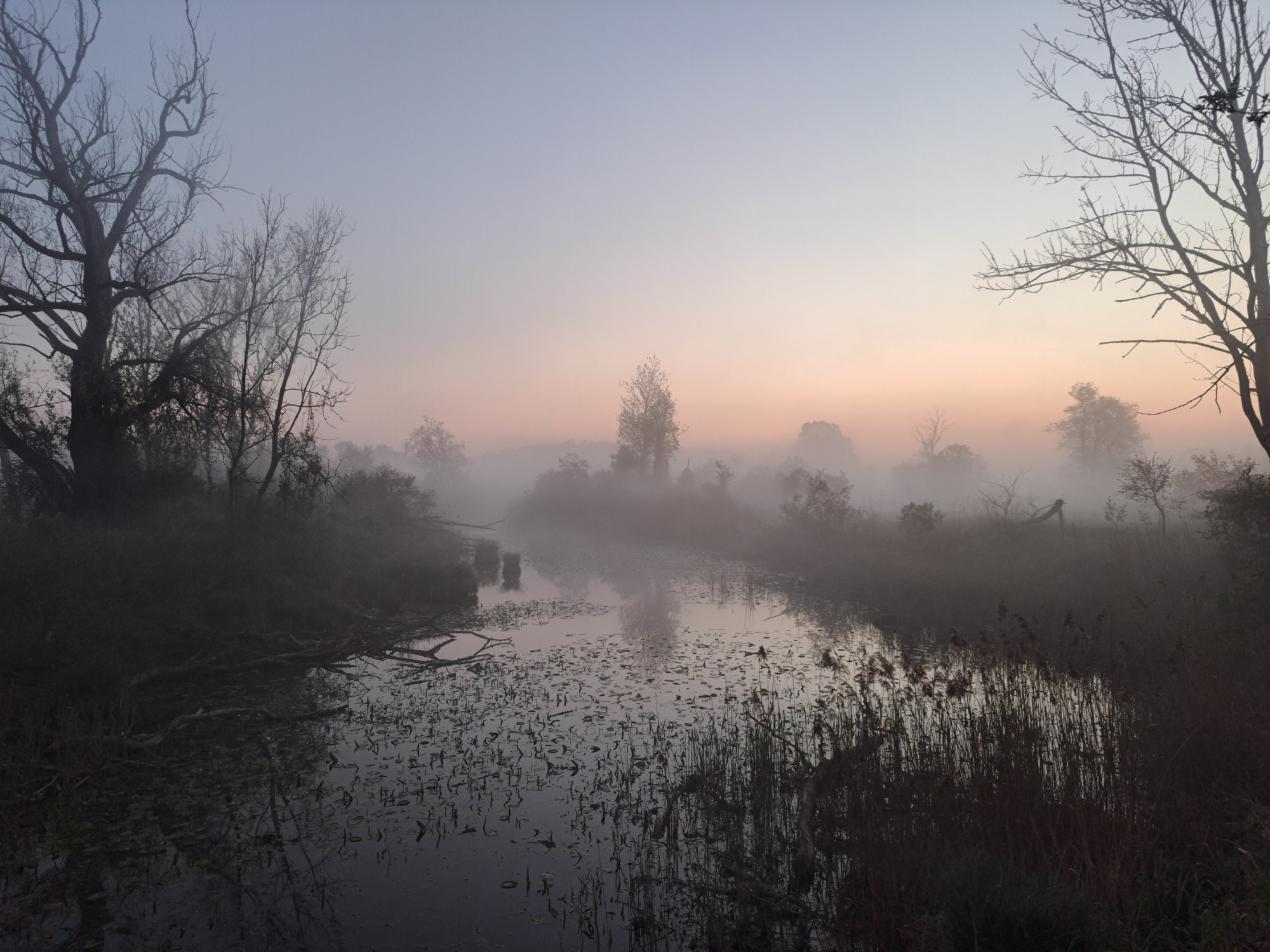 Nebel in den Amperauen