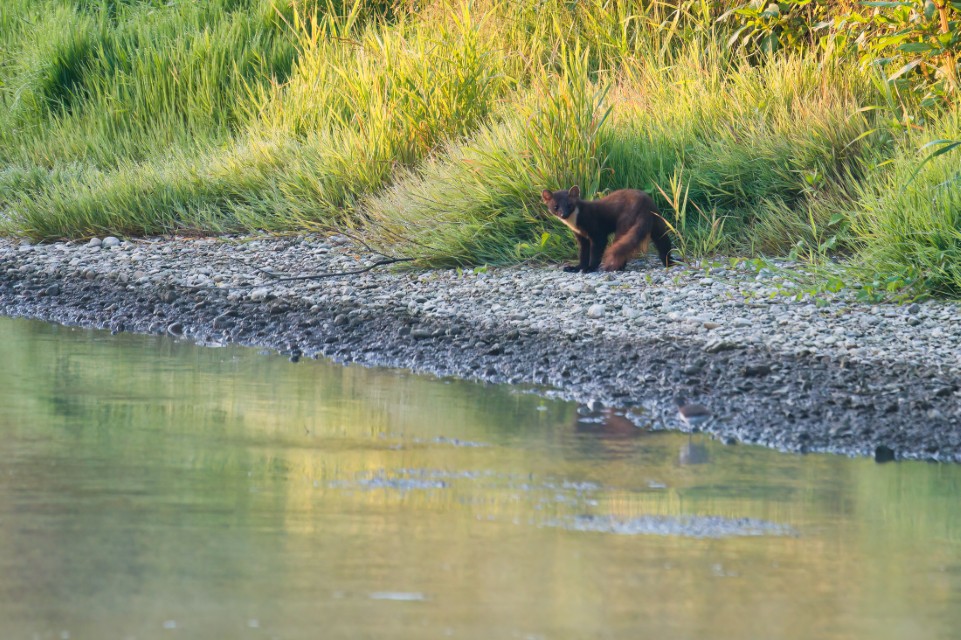 Baummarder am Ufer der Amper