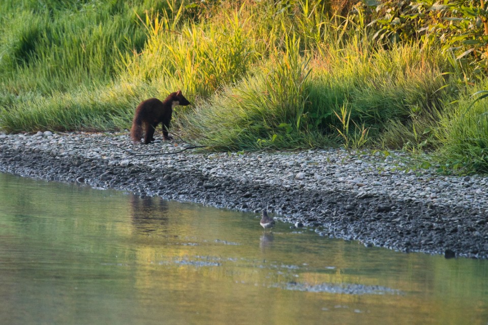 Baummarder am Ufer der Amper