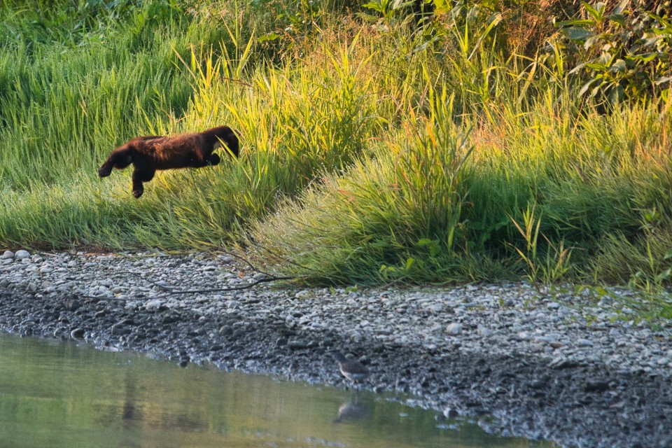 Baummarder am Ufer der Amper